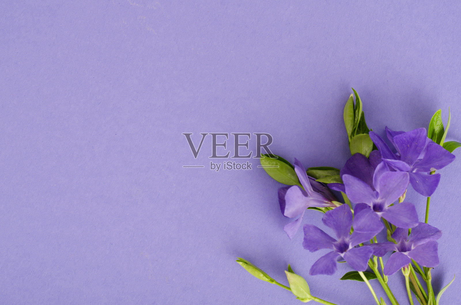 明亮的背景和一小束蓝色的花。照片摄影图片