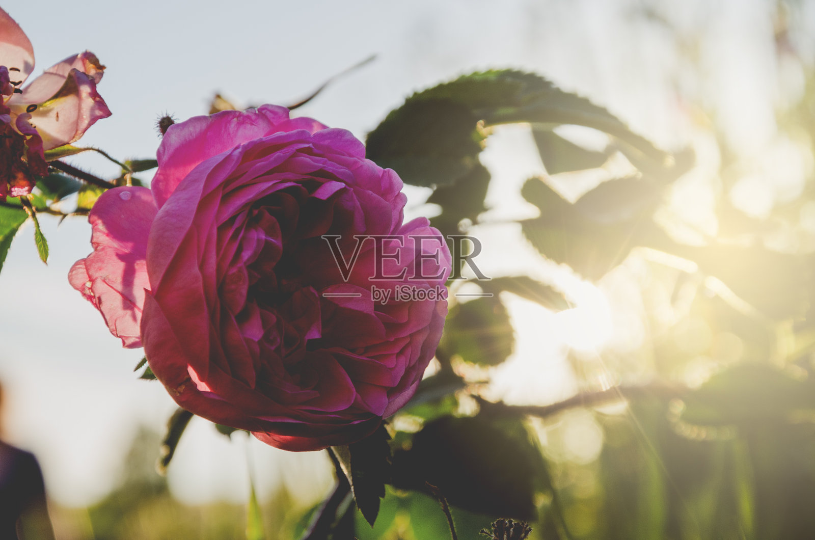 在一个阳光明媚的夏天早晨，美丽的盛开的粉红色花园在一个模糊的闪亮的背景玫瑰的特写。照片摄影图片