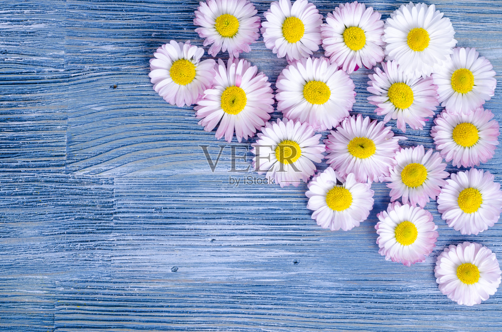 蓝色木质背景上的夏日花朵。照片照片摄影图片