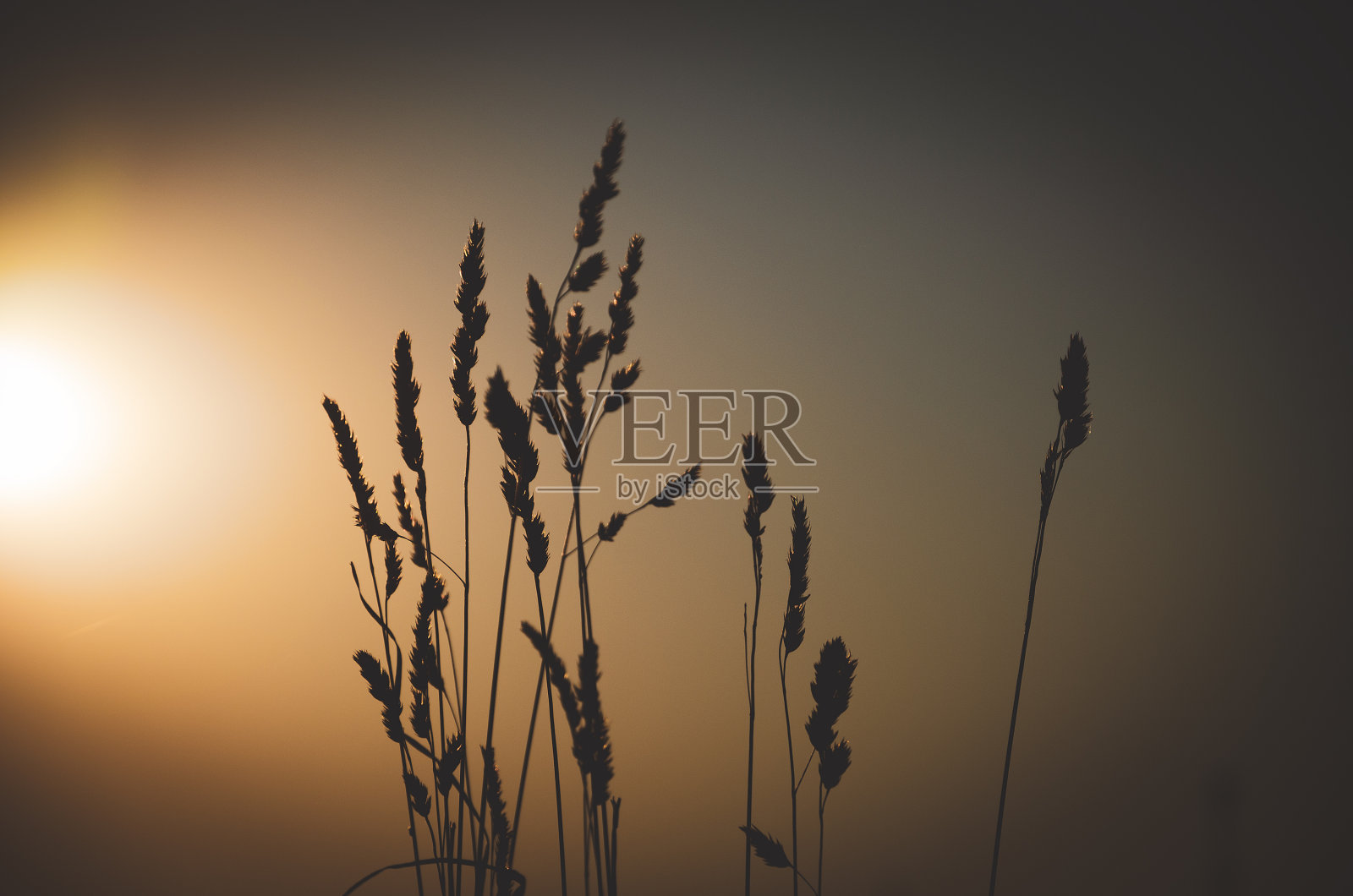 夕阳下天空中草地的剪影照片摄影图片