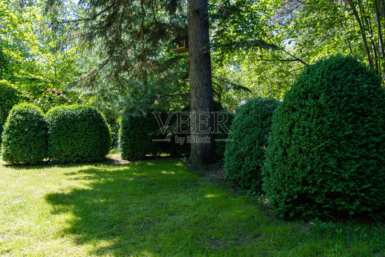 常青黄杨或欧洲黄杨，常青园林中的一种。蓝色的圣诞树生长在中心。黄杨木灌木修剪。常绿黄杨灌木，前景有浅绿色草坪。照片摄影图片