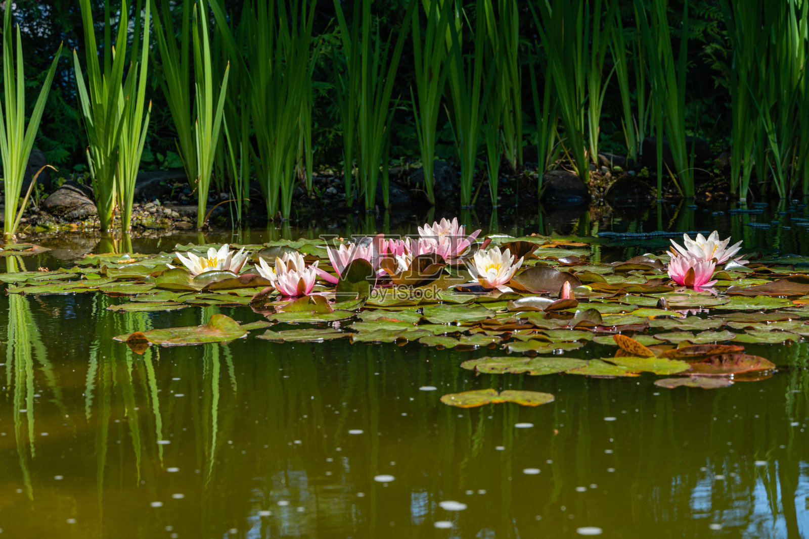 粉红色的睡莲或荷花。岸边水草模糊的背景。有选择性的重点。花卉景观的自然壁纸与复制空间。照片摄影图片