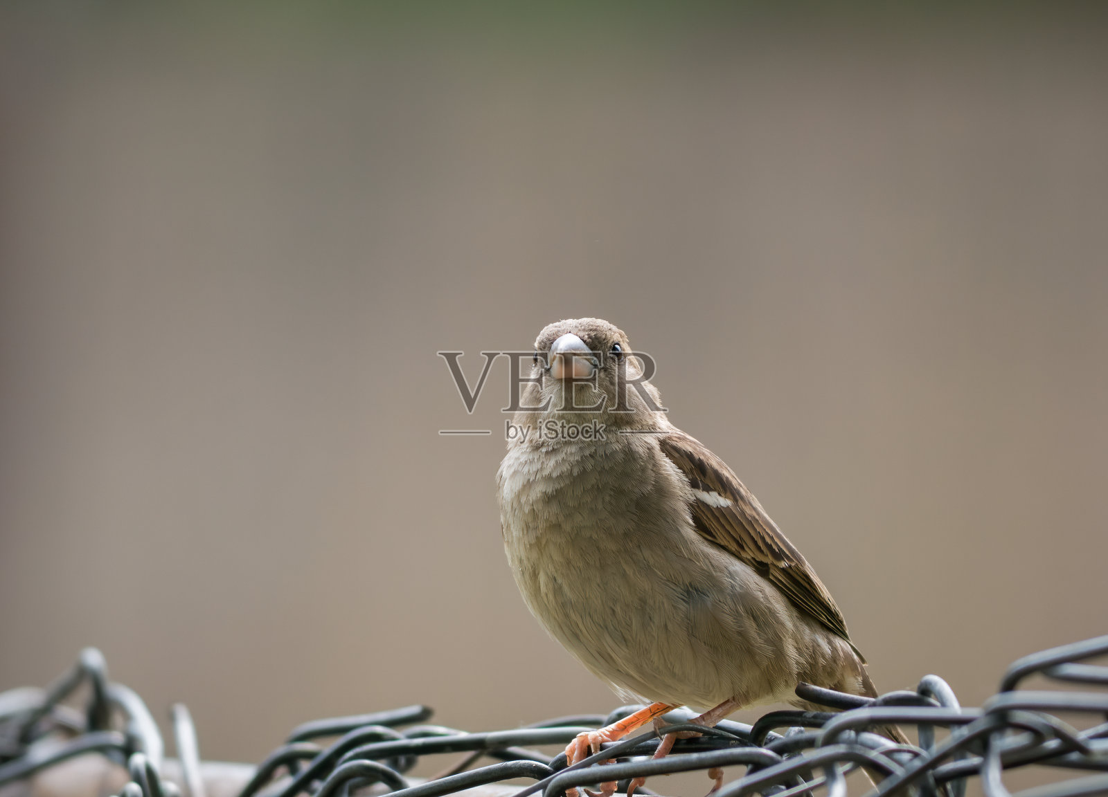 栖息在篱笆上的家麻雀或家雀。靠近一只小鸟。照片摄影图片