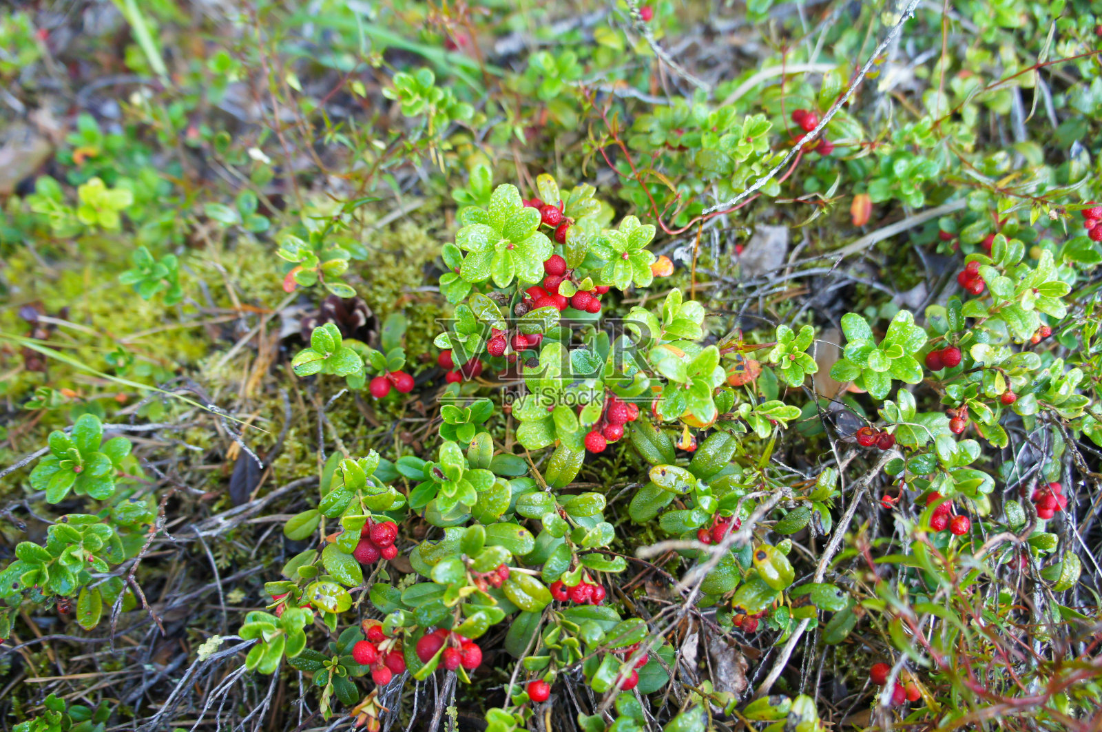 林内的越橘或越橘的灌木照片摄影图片