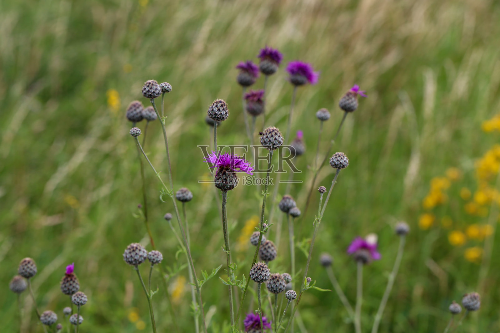 城市花园中蓟的紫色花朵照片摄影图片