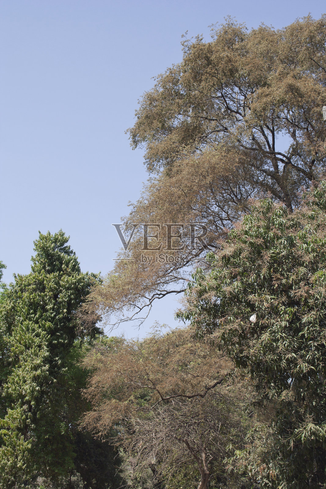 这是八巷花园树丛的近景。照片摄影图片