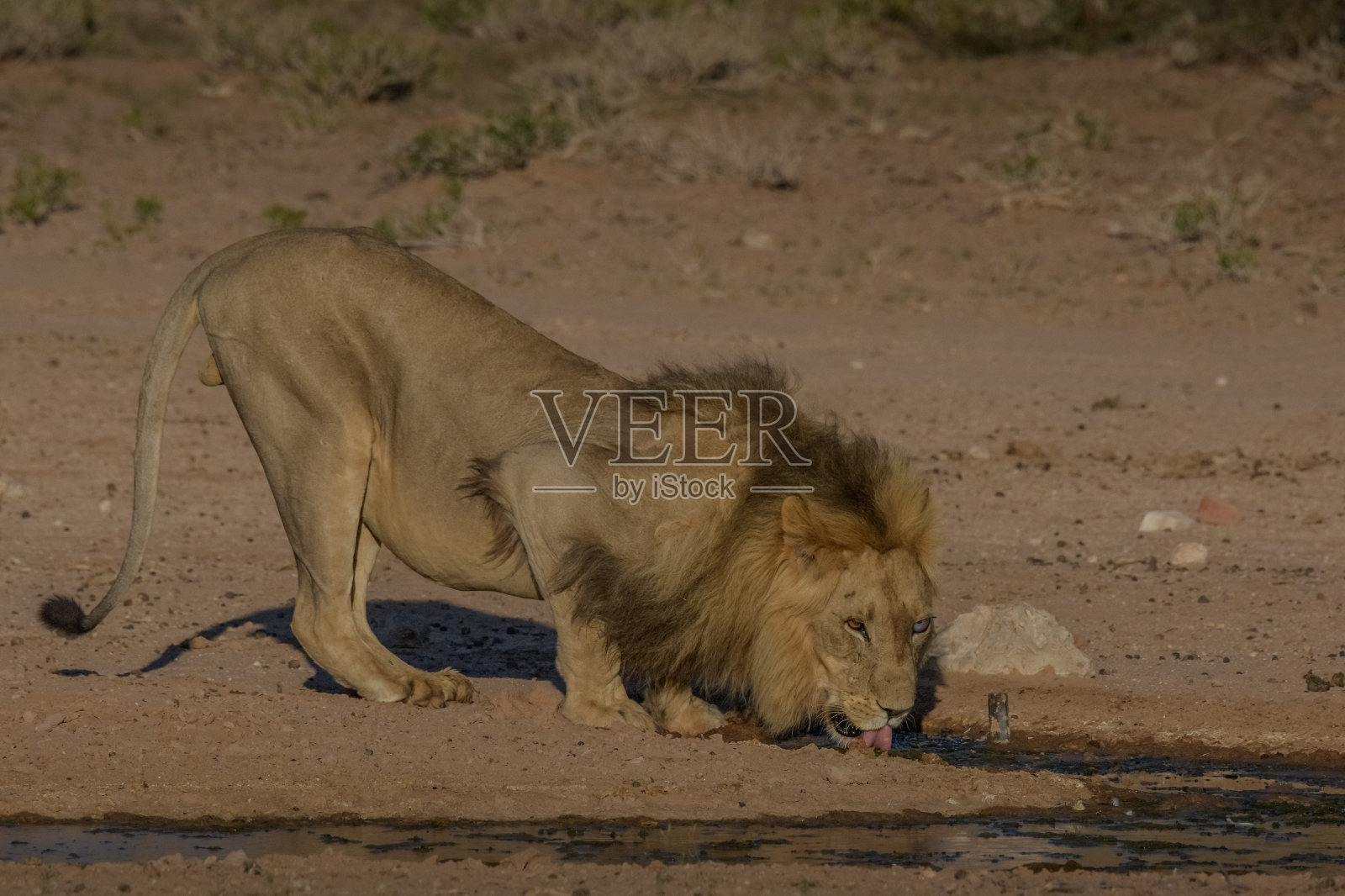 雄狮喝照片摄影图片