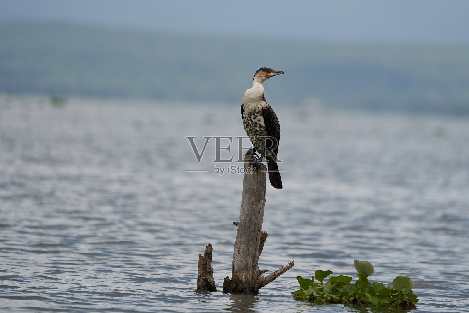 大鸬鹚Phalacrocorax碳黑蓬松大肖像照片摄影图片