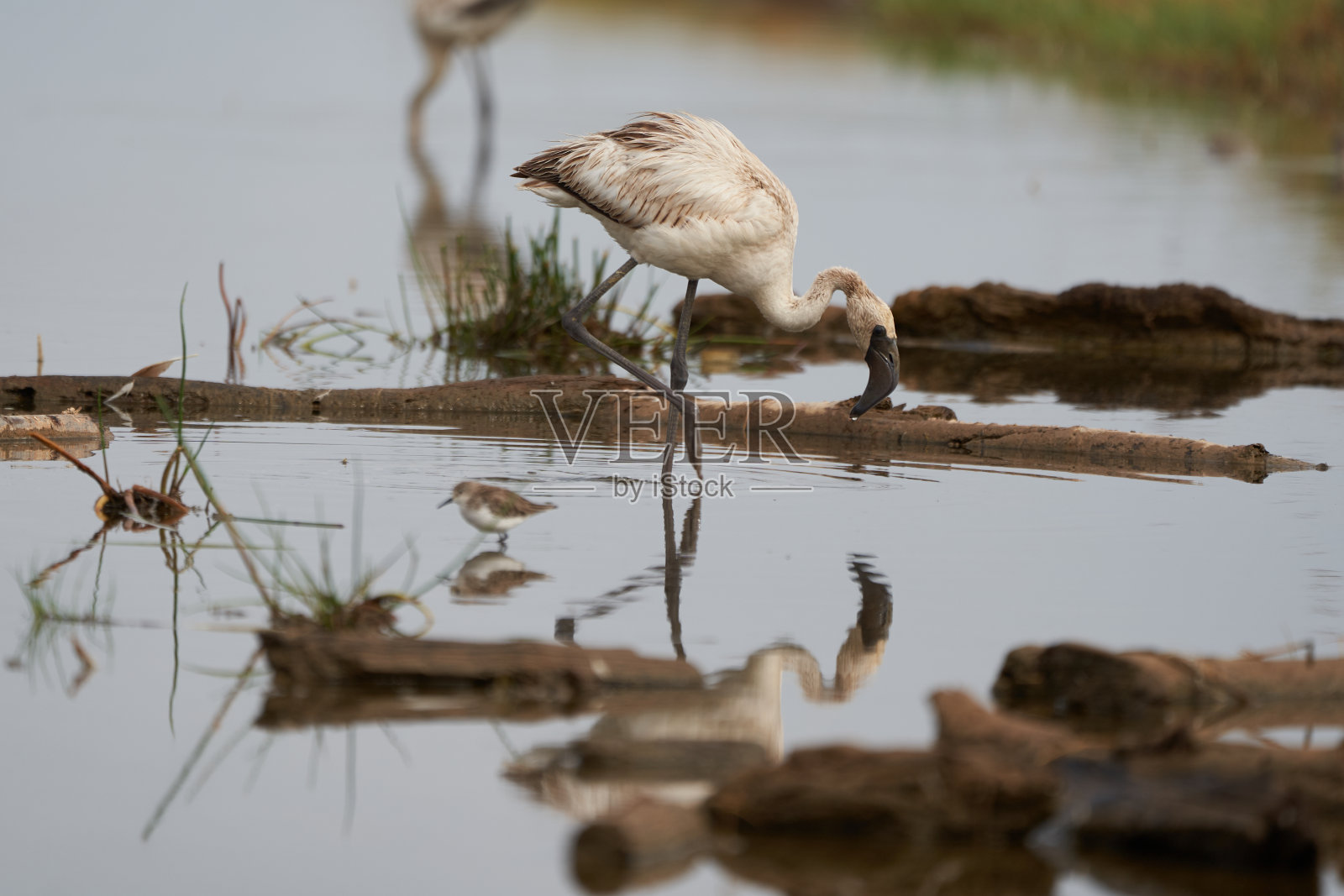 火烈鸟、凤凰鸟科涉水非洲美丽多彩的湖泊倒影照片摄影图片