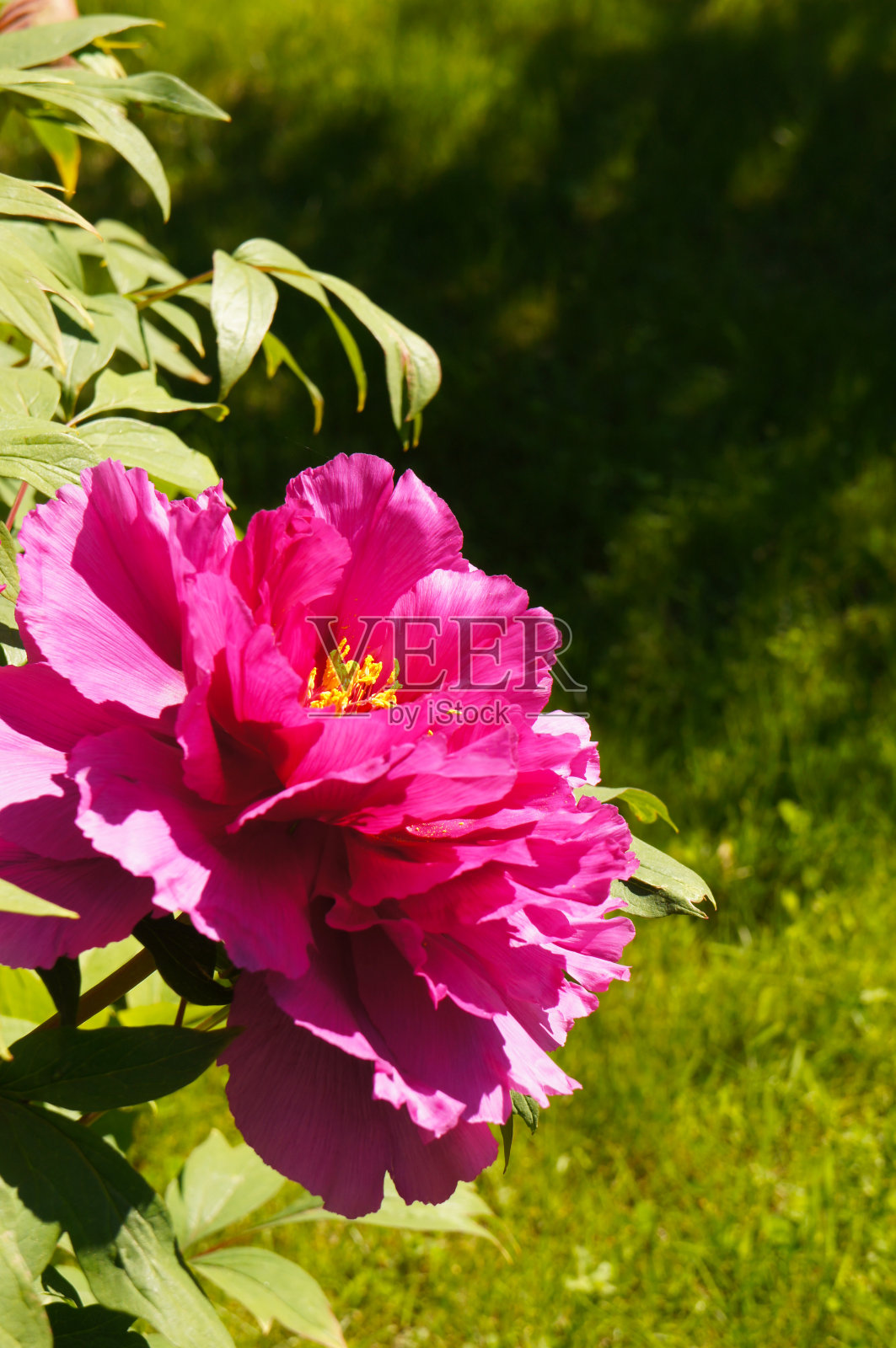 岛大津岛上的红花大臣在花园中垂直开花照片摄影图片