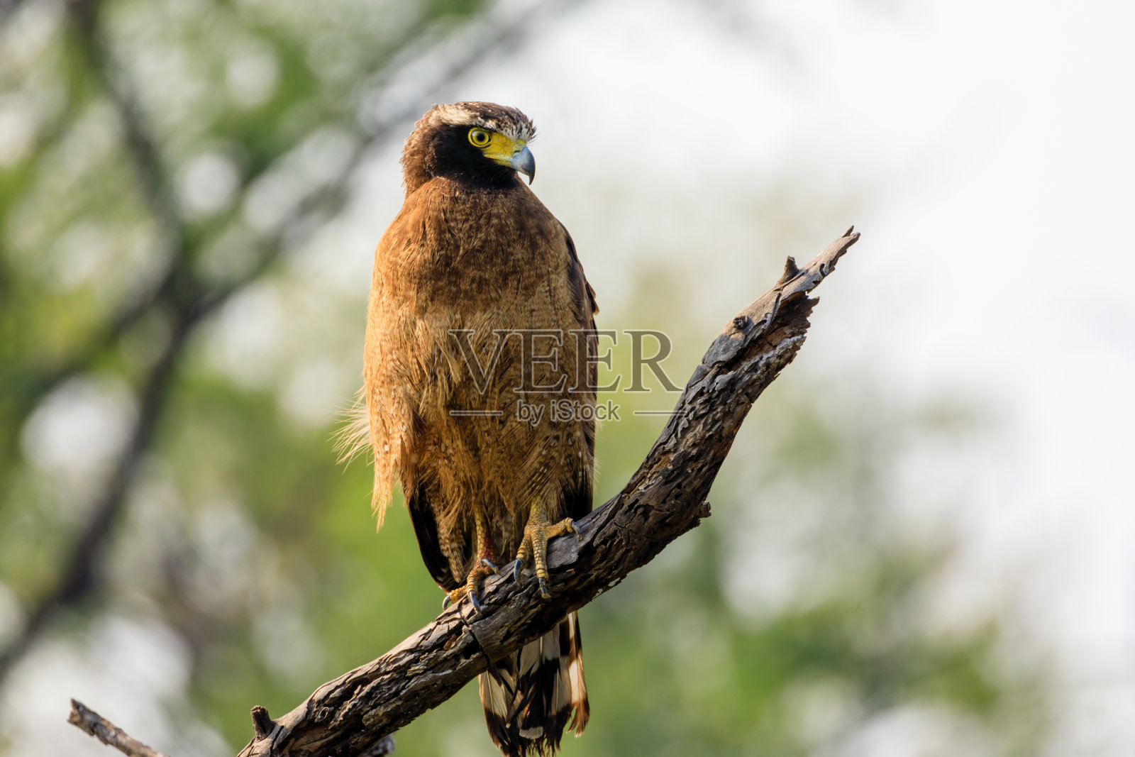 蛇鹰栖息在树枝上照片摄影图片