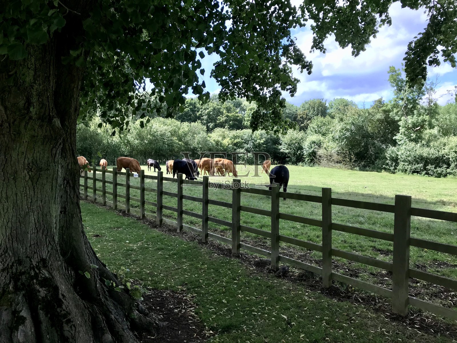 农村放牧牛照片摄影图片