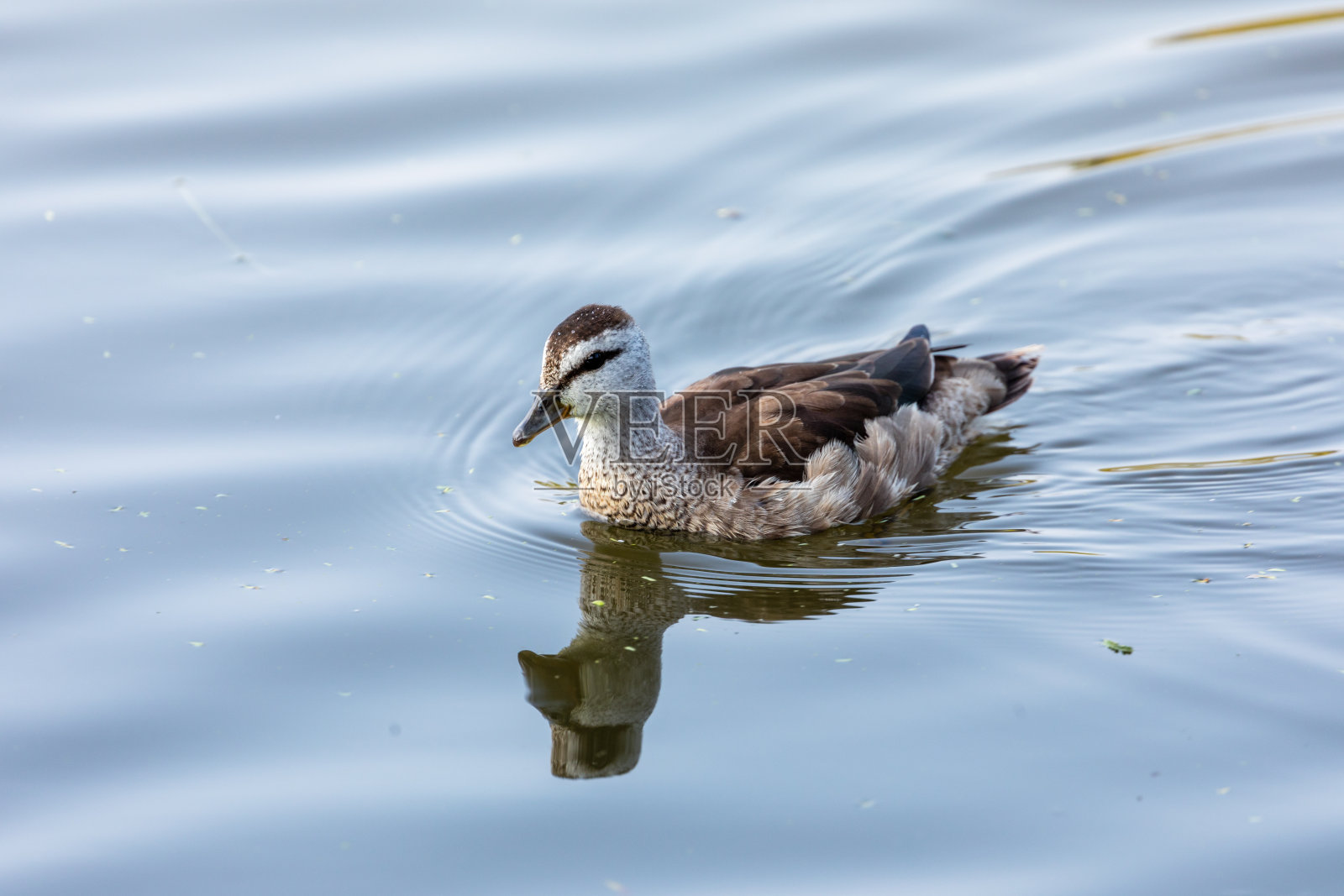 棉花侏儒鹅照片摄影图片