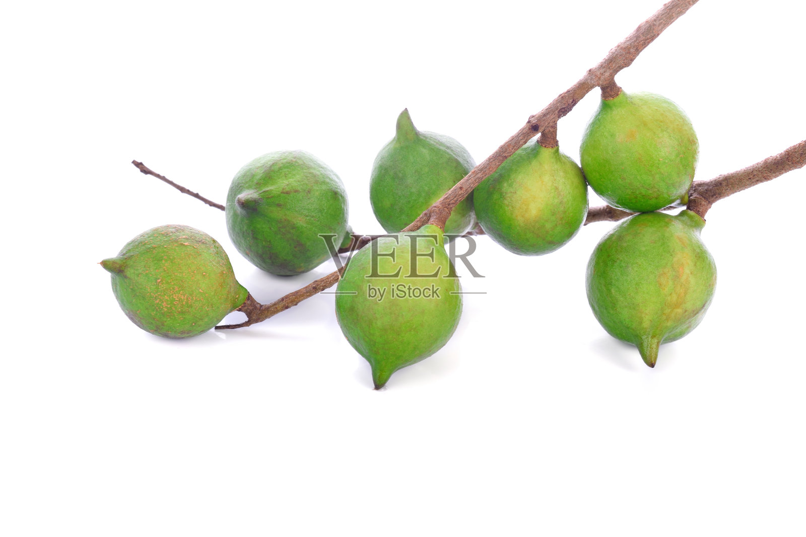 白色上分离的澳洲坚果照片摄影图片