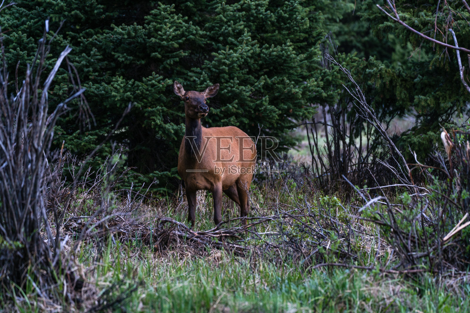 落基山国家公园的麋鹿照片摄影图片