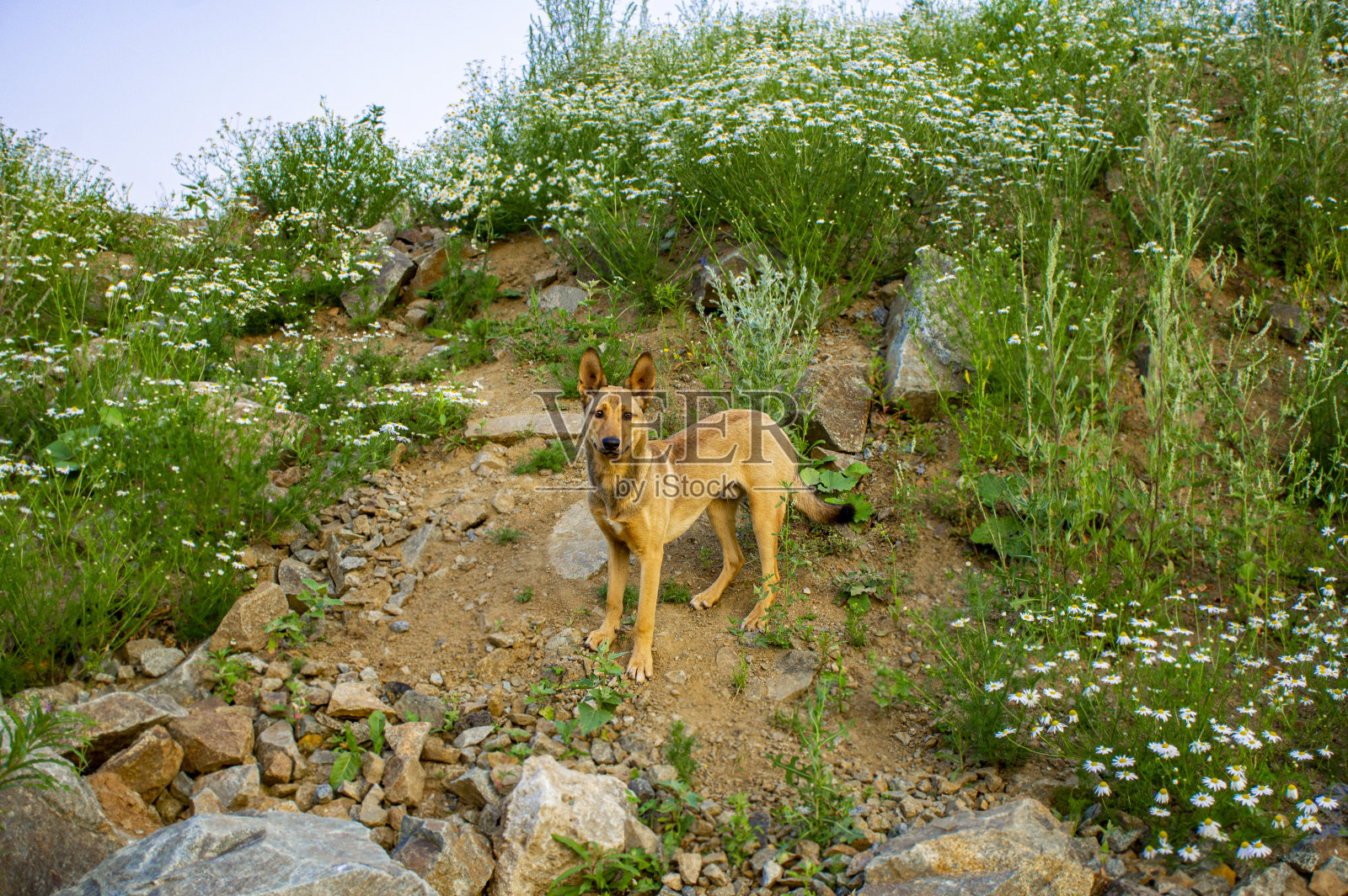 米色的狗在山上散步照片摄影图片