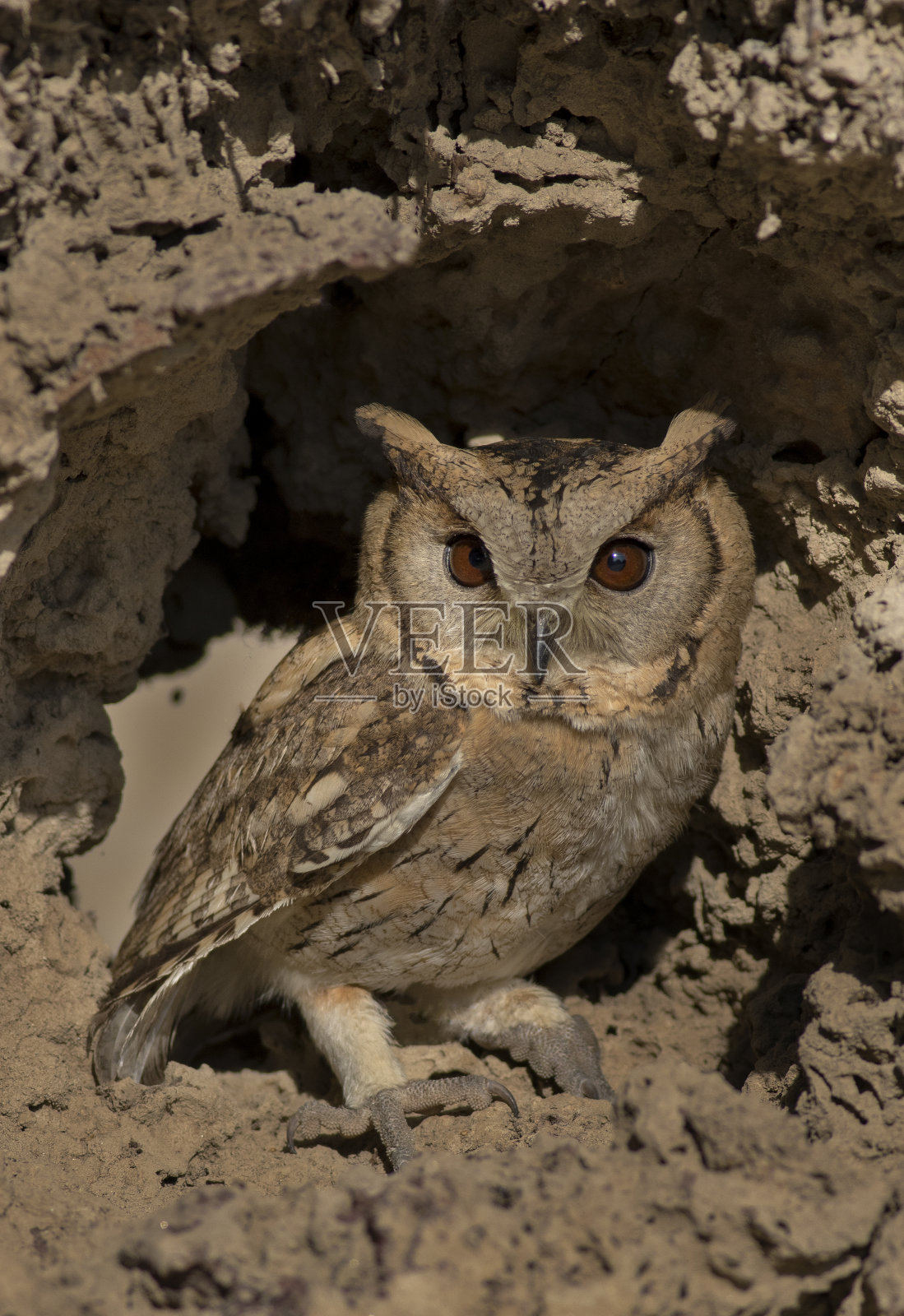 猫头鹰照片摄影图片