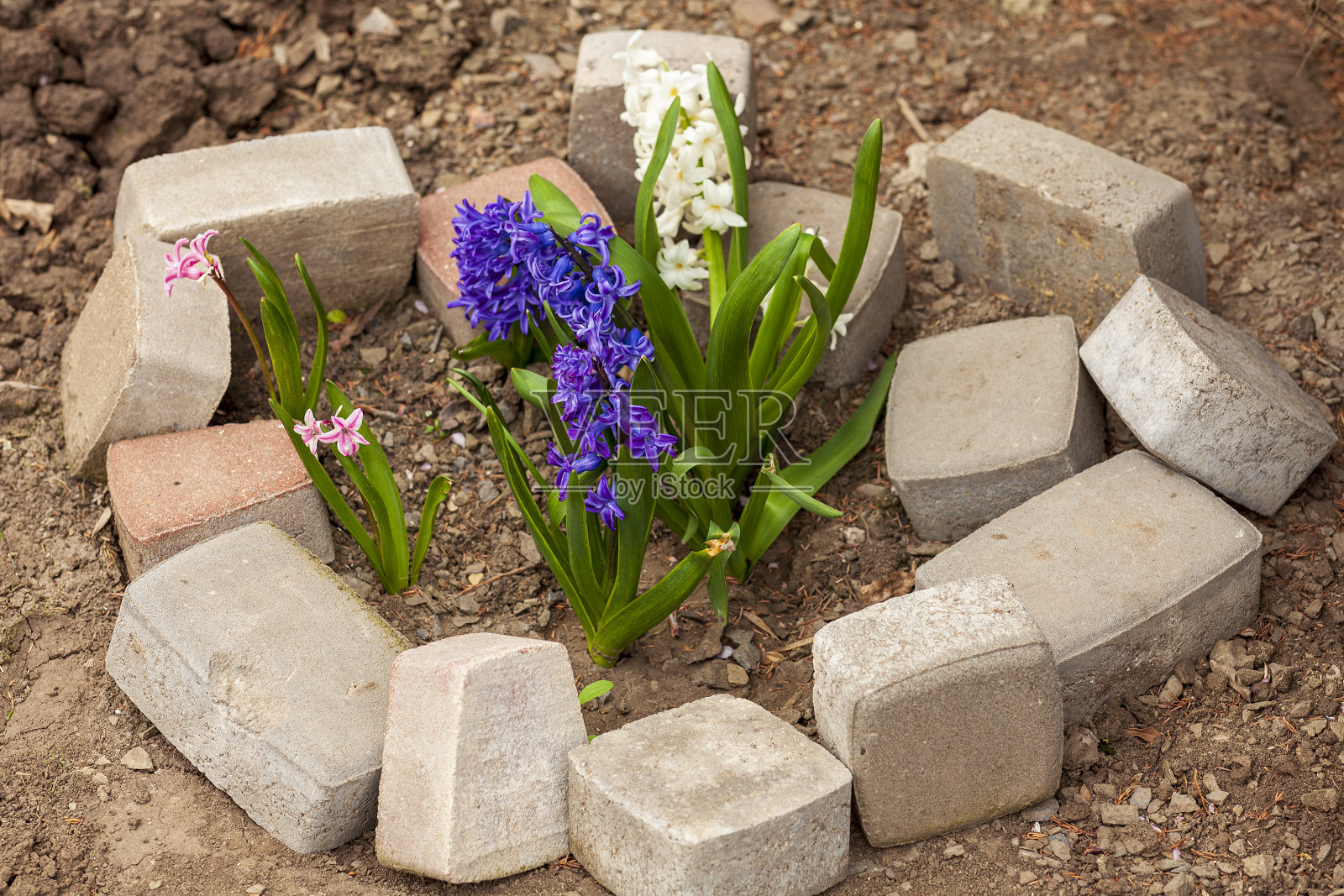 白色、粉色和紫色的花朵从石头围成的土壤中生长出来。不同种类和颜色的风信子。种植的爱好。照片摄影图片