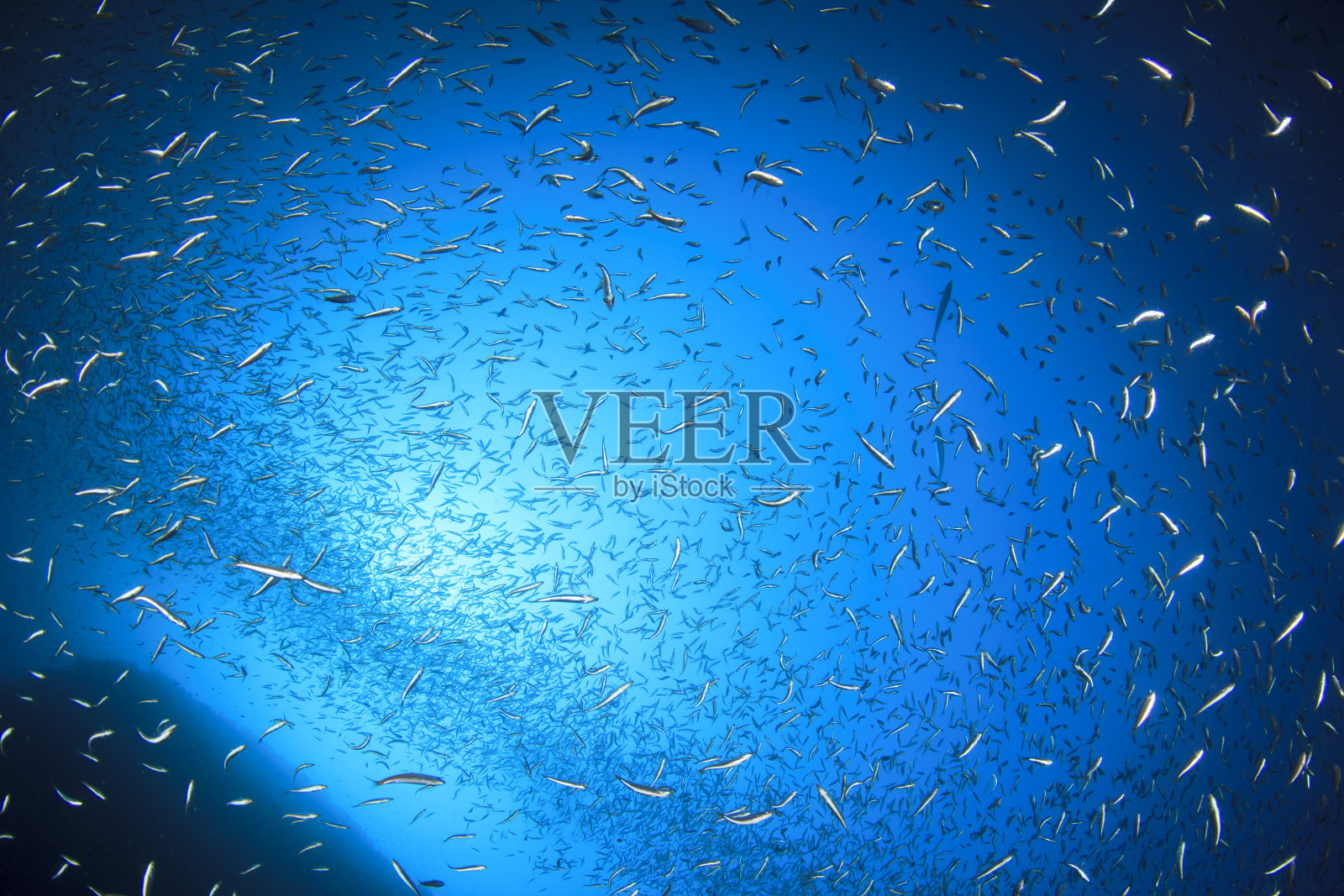 沙丁鱼水下照片摄影图片