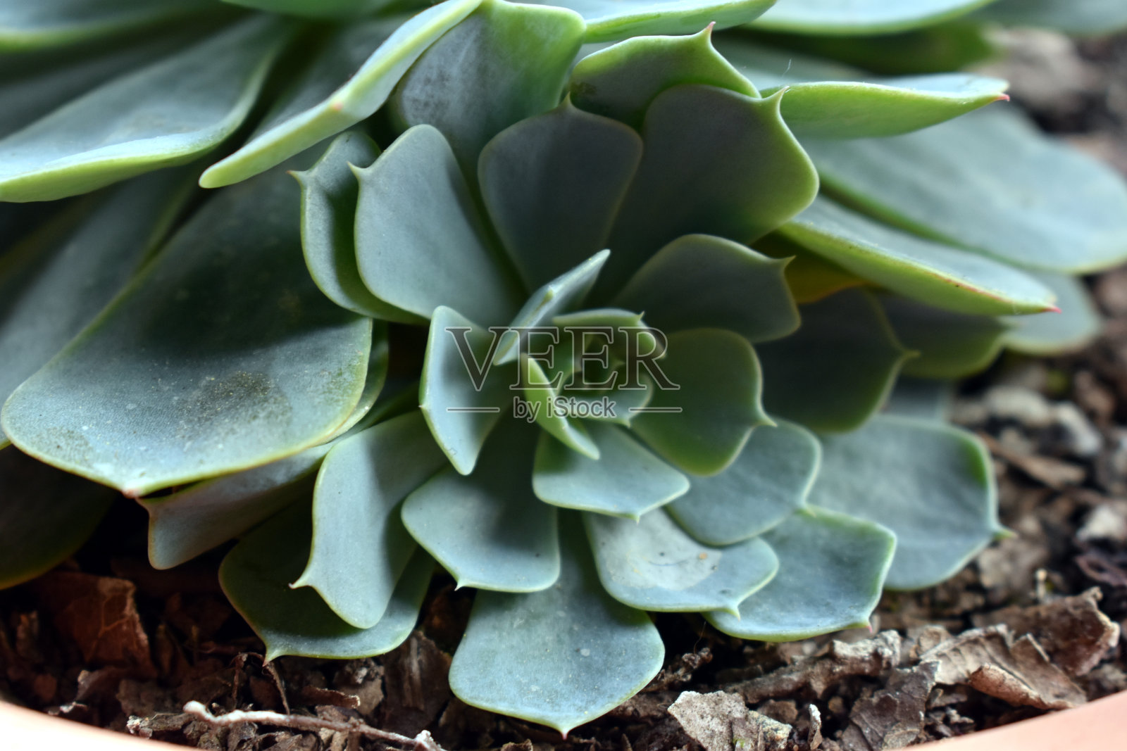 大自然之美在家中的花盆里照片摄影图片