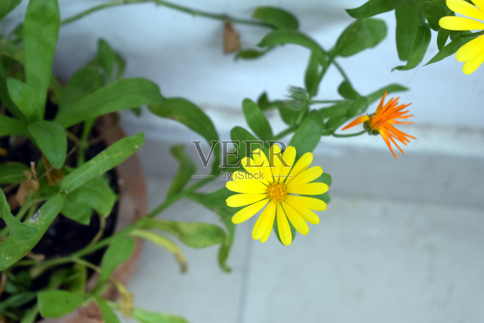 漂亮的黄花在花盆里照片摄影图片