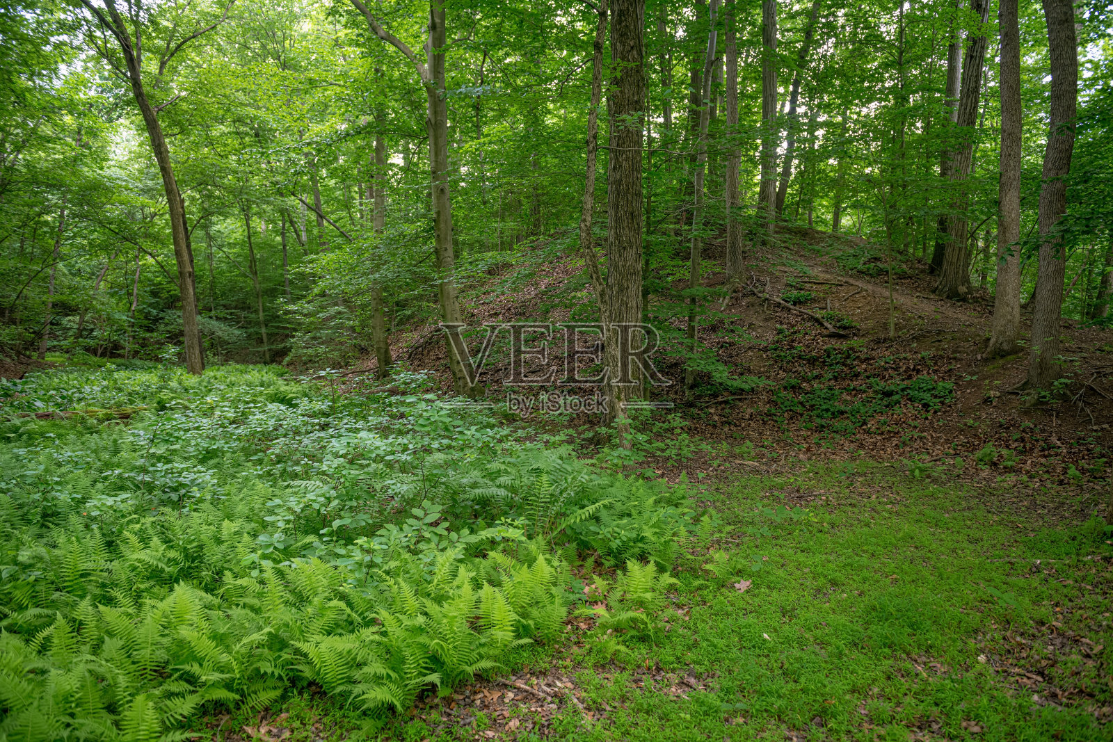 绿色的大自然照片摄影图片