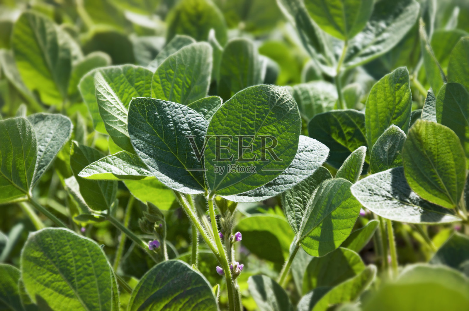 大豆开花植物的绿叶。农用植物在田间活跃生长和开花时期。有选择性的重点。照片摄影图片