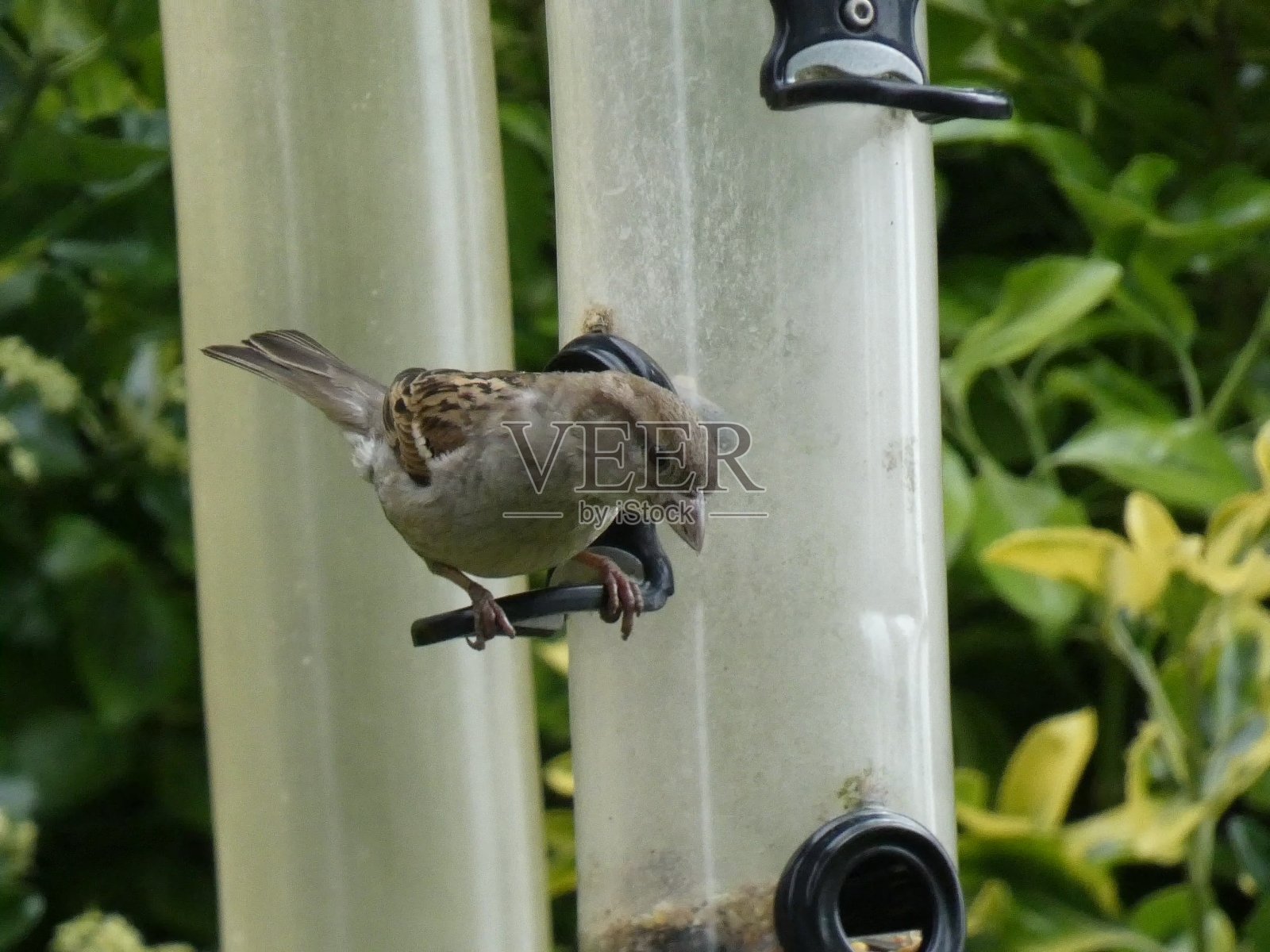 鸟梳理13照片摄影图片