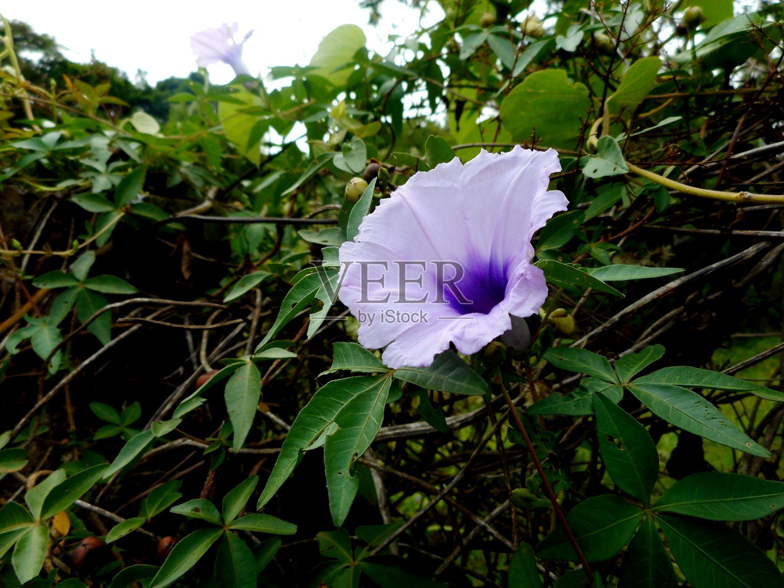 花番薯照片摄影图片