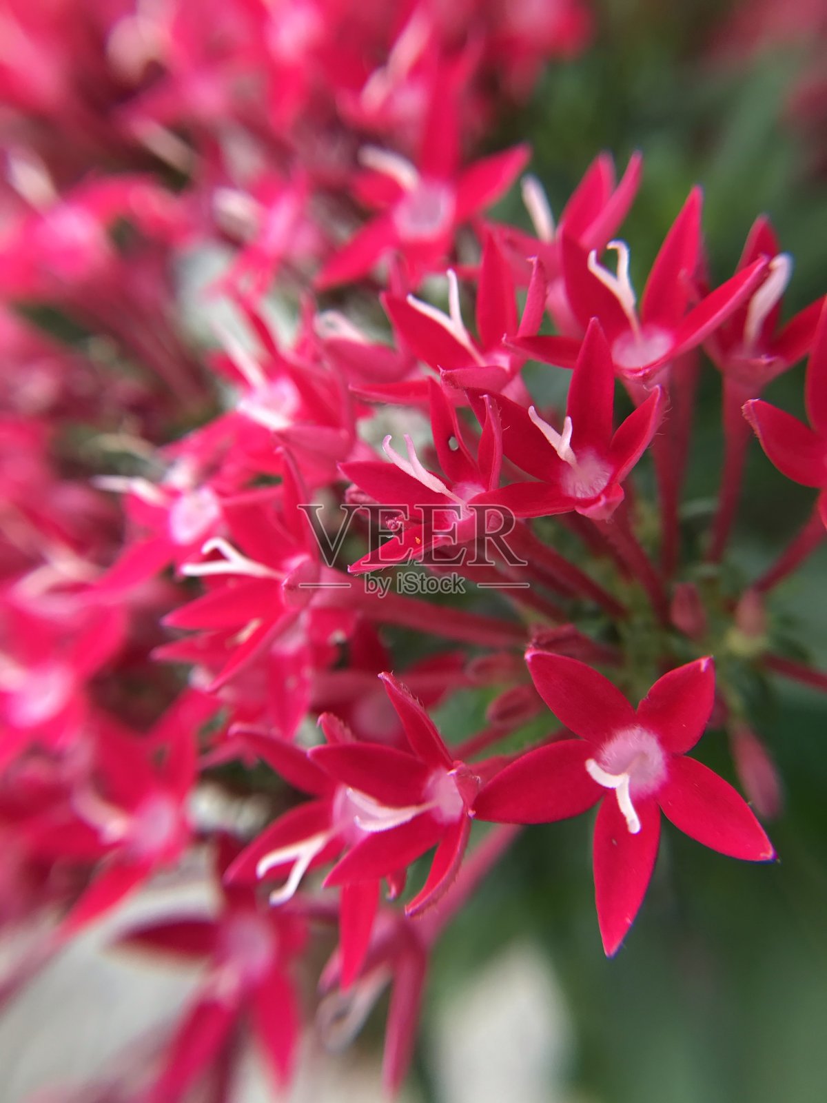 富奇西亚正面照片摄影图片