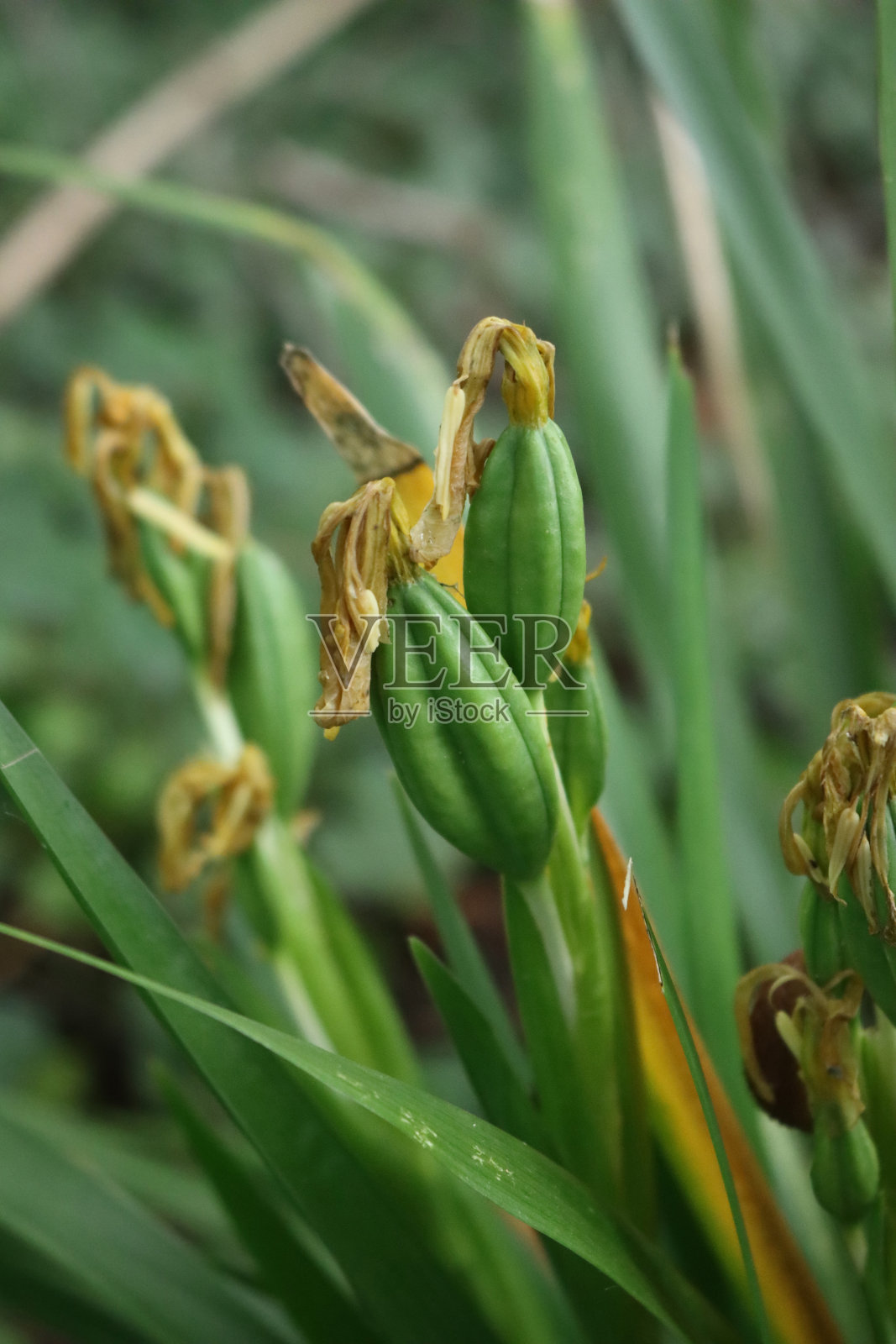 褪色黄色的特写irisì照片摄影图片