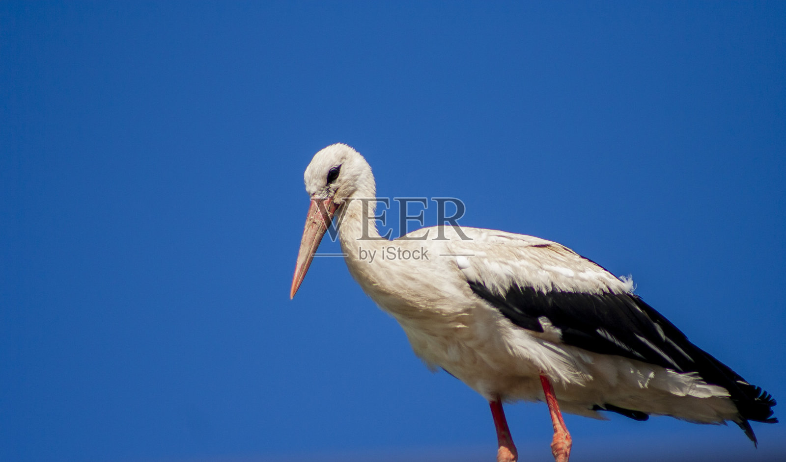蓝天背景上的白鹳。照片摄影图片