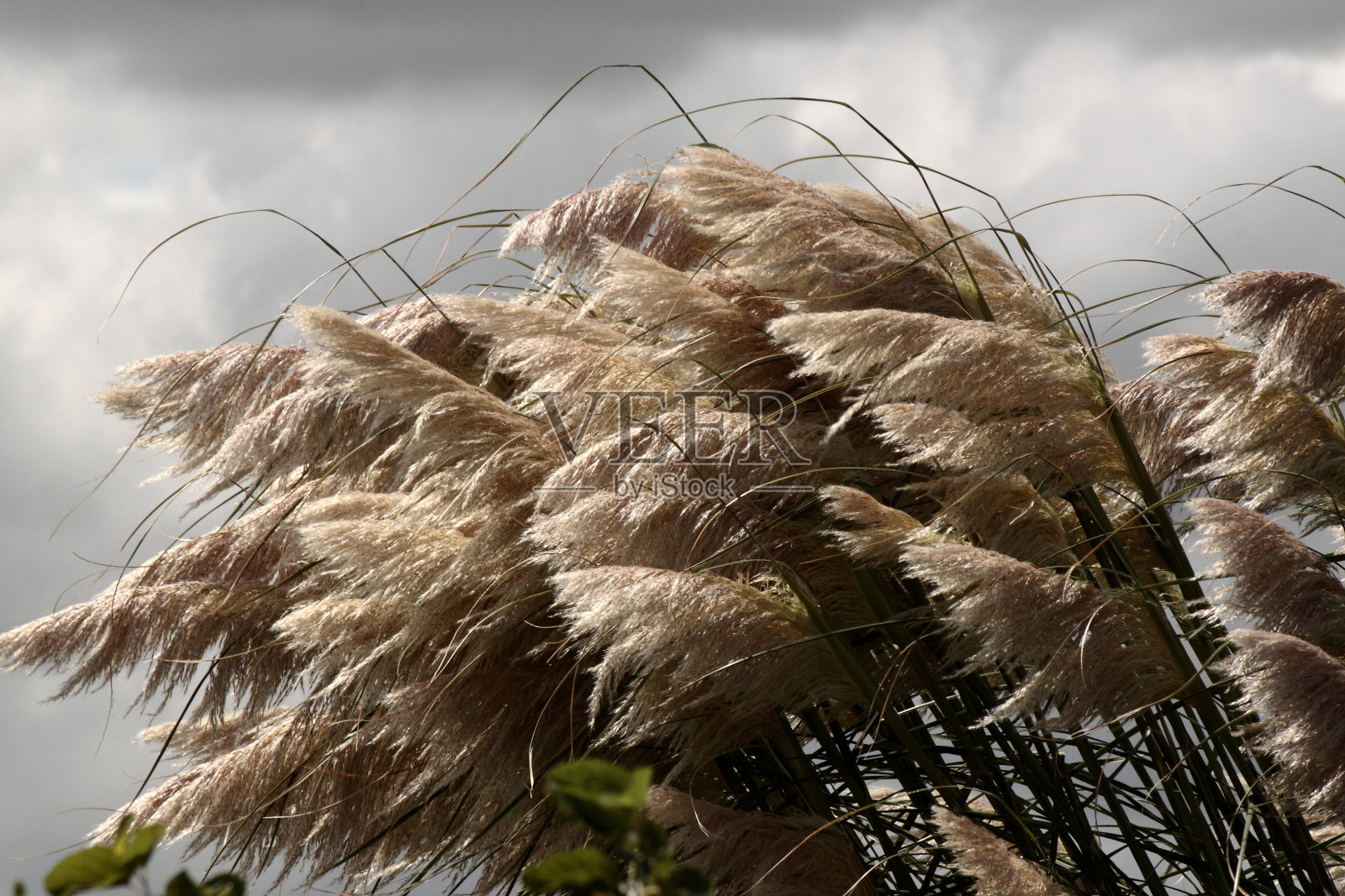 前景芦苇植物有羽毛，狐狸尾巴，与多云的天空，风向左侧照片摄影图片