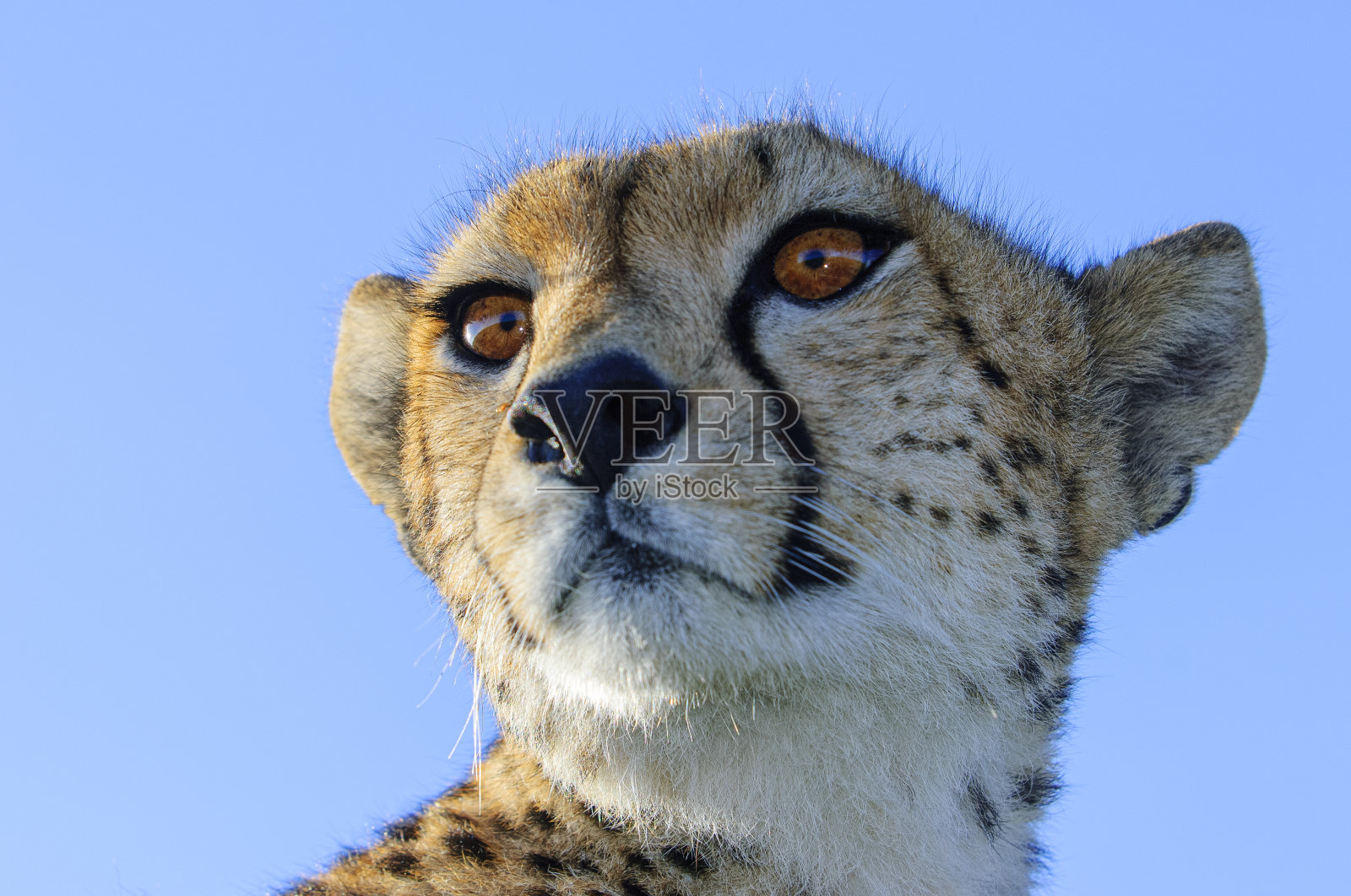 坐在越野车顶的野生猎豹特写照片摄影图片