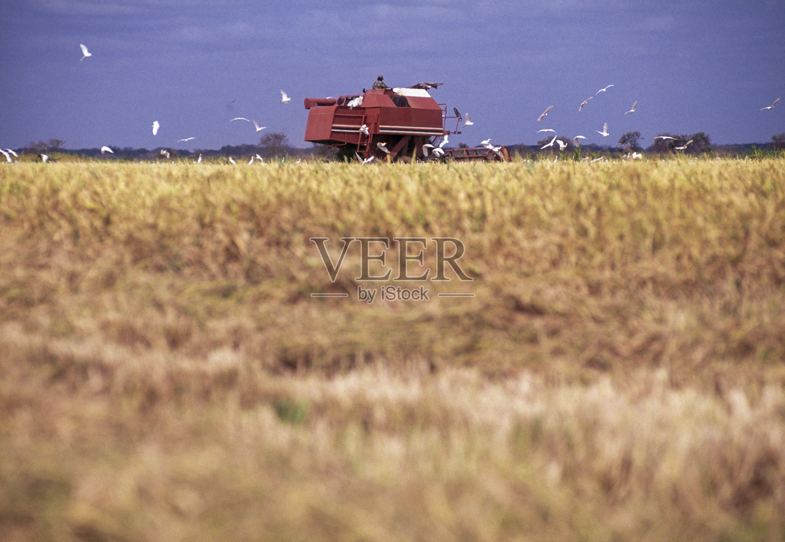 委内瑞拉稻田里的联合收割机照片摄影图片