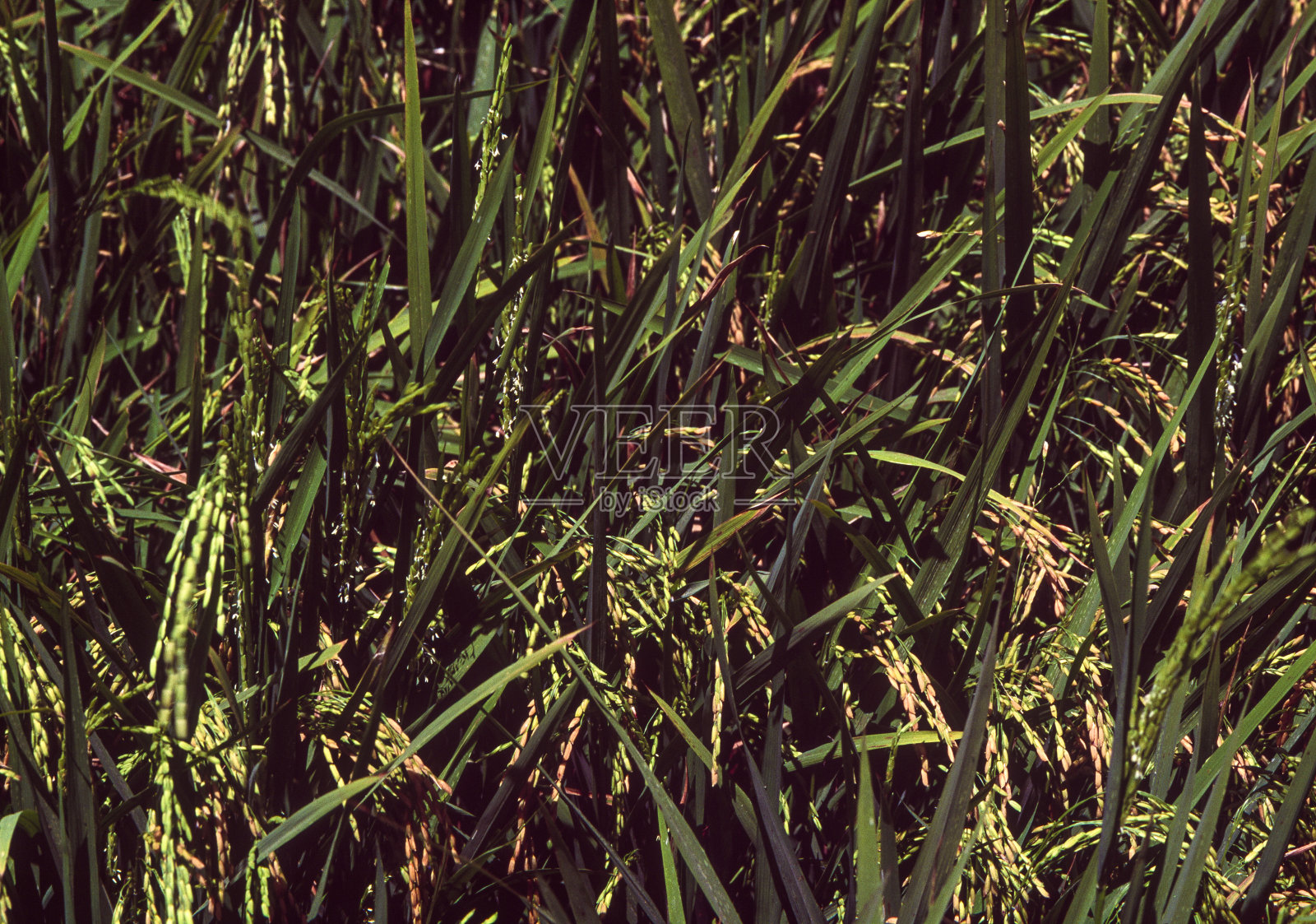 委内瑞拉一个农场的稻田照片摄影图片