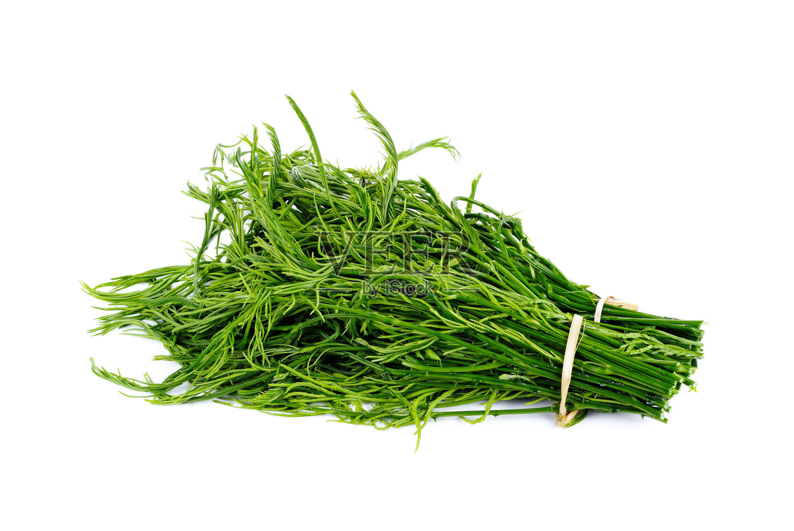 金合欢、塞尼亚金合欢、恰姆孤立上白照片摄影图片