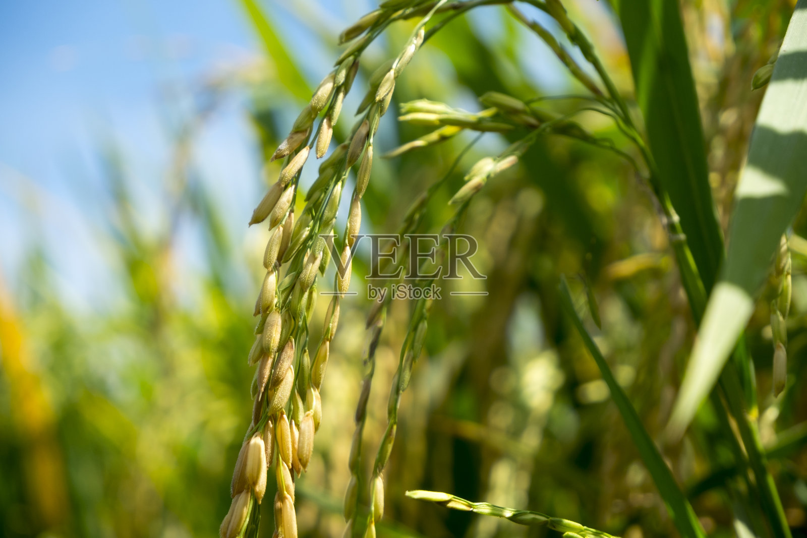 准备收割照片摄影图片