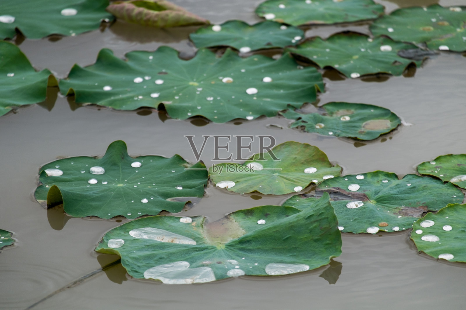 雨滴落在树叶上。照片摄影图片