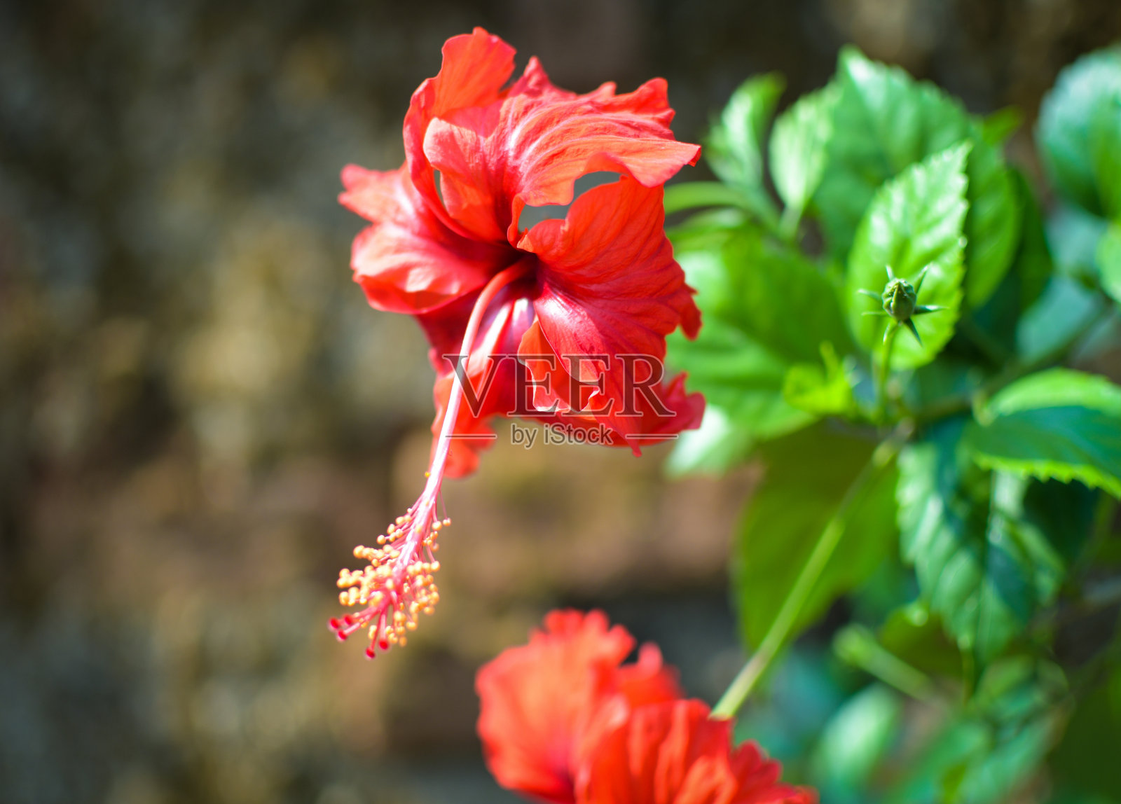 红色中国玫瑰花和芽与绿色叶子在模糊的背景。照片摄影图片