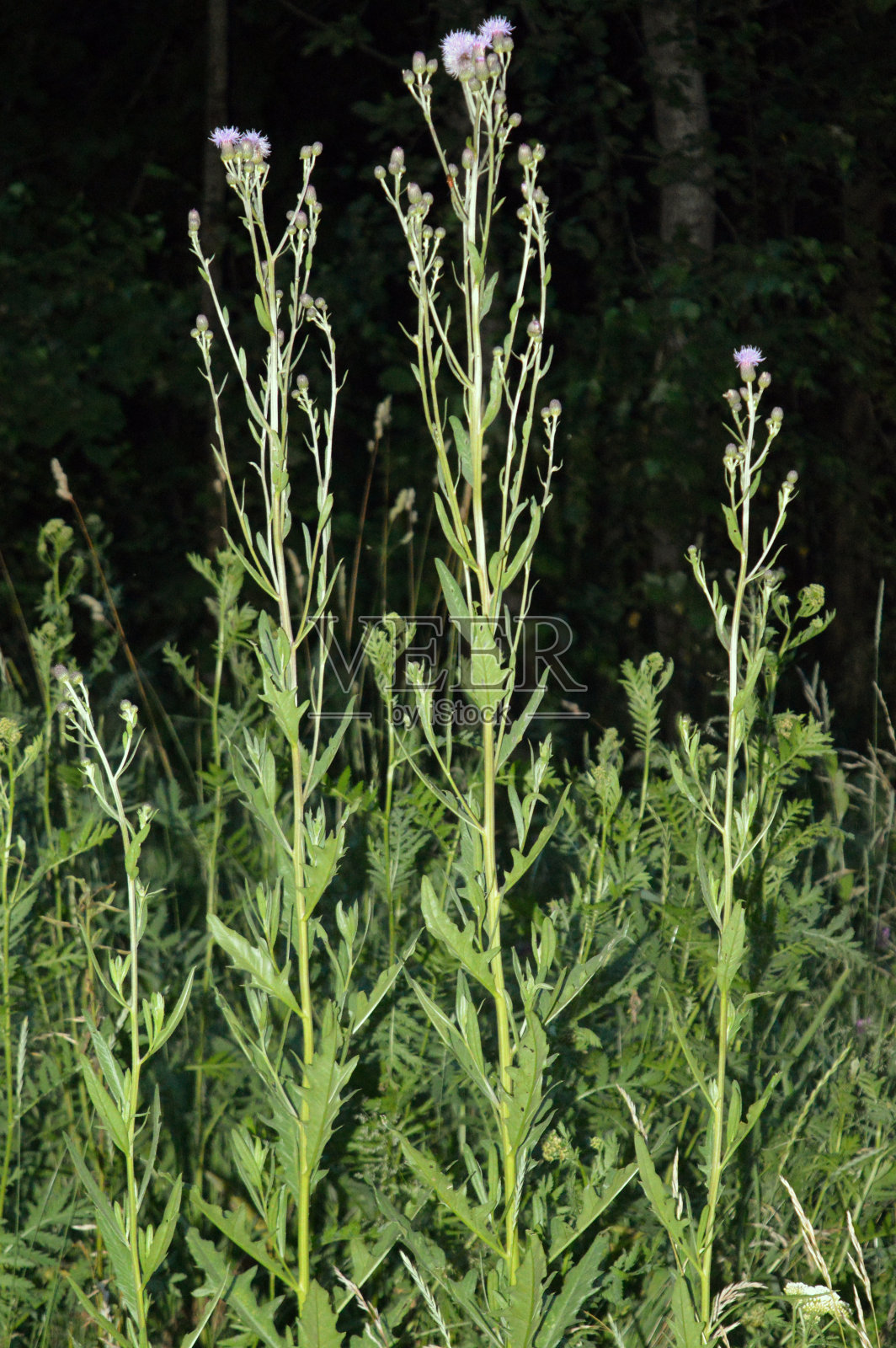 野生草本植物照片摄影图片