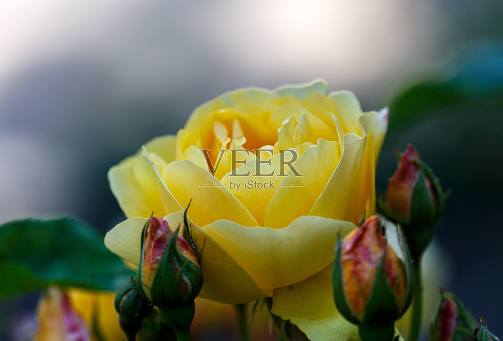 花园里盛开的玫瑰花瓣照片摄影图片