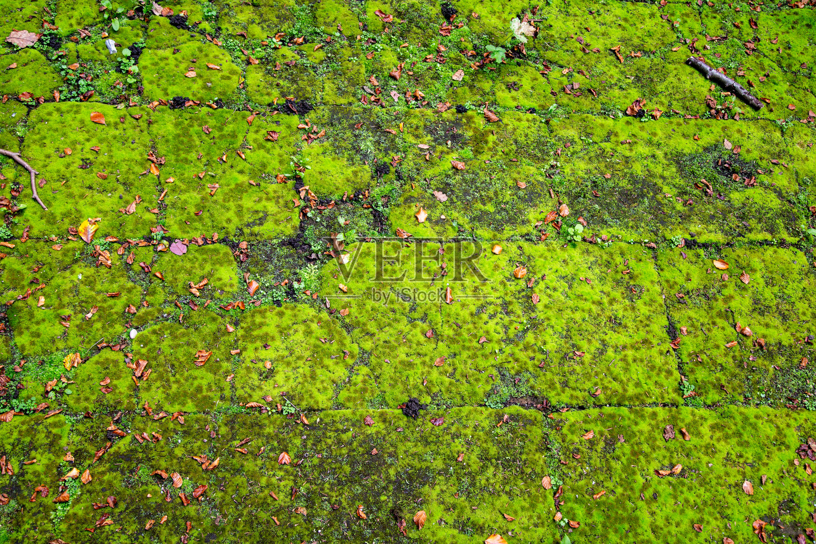 铺面上有青苔照片摄影图片