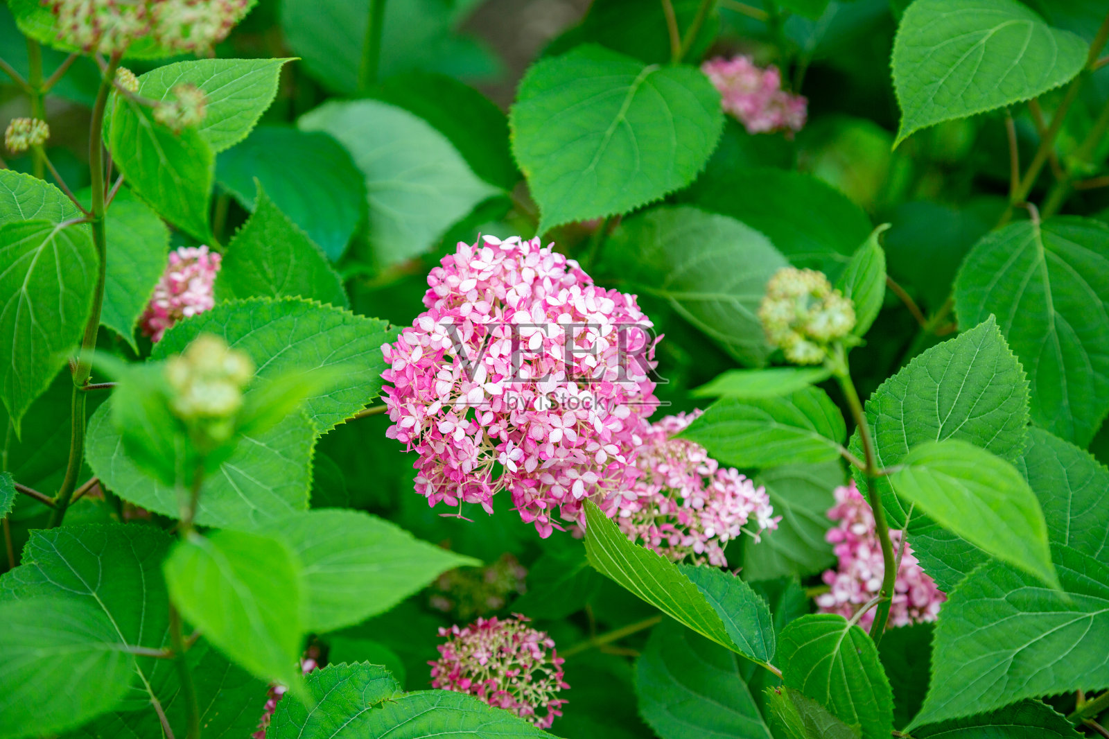 城市公园里盛开的夏日鲜花照片摄影图片