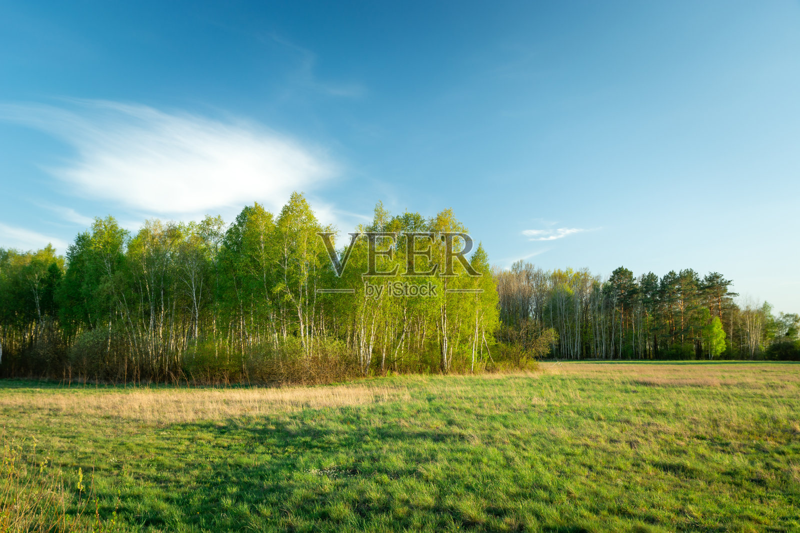 春天里有桦树的林间空地和森林照片摄影图片