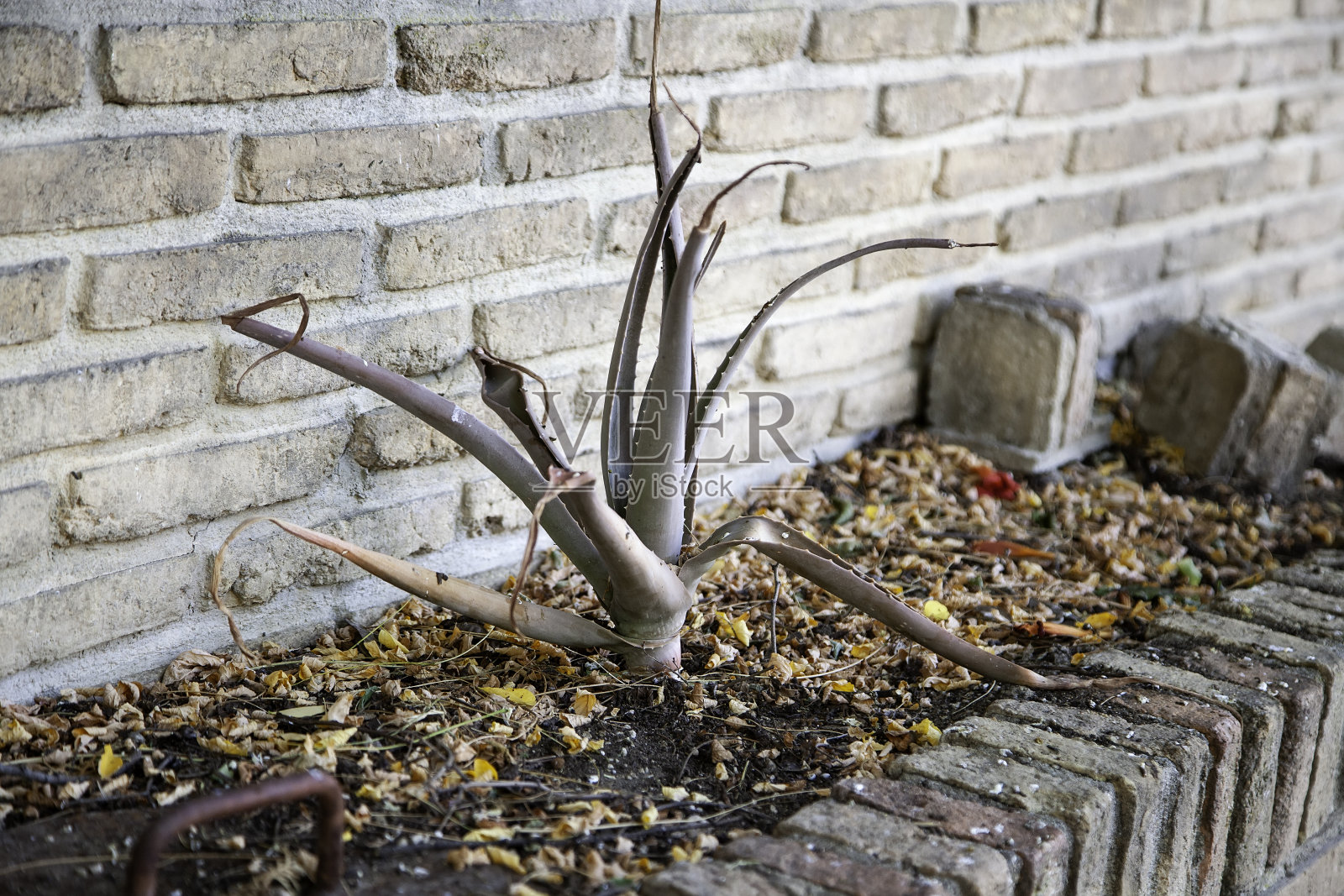 干芦荟植物照片摄影图片