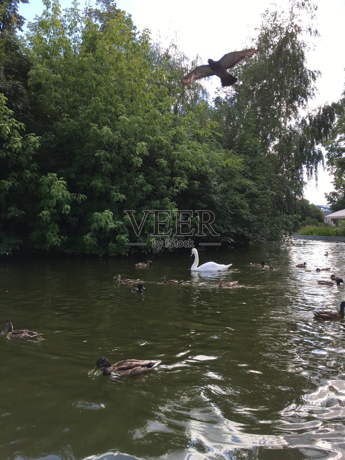 天鹅和鸭子在池塘里照片摄影图片