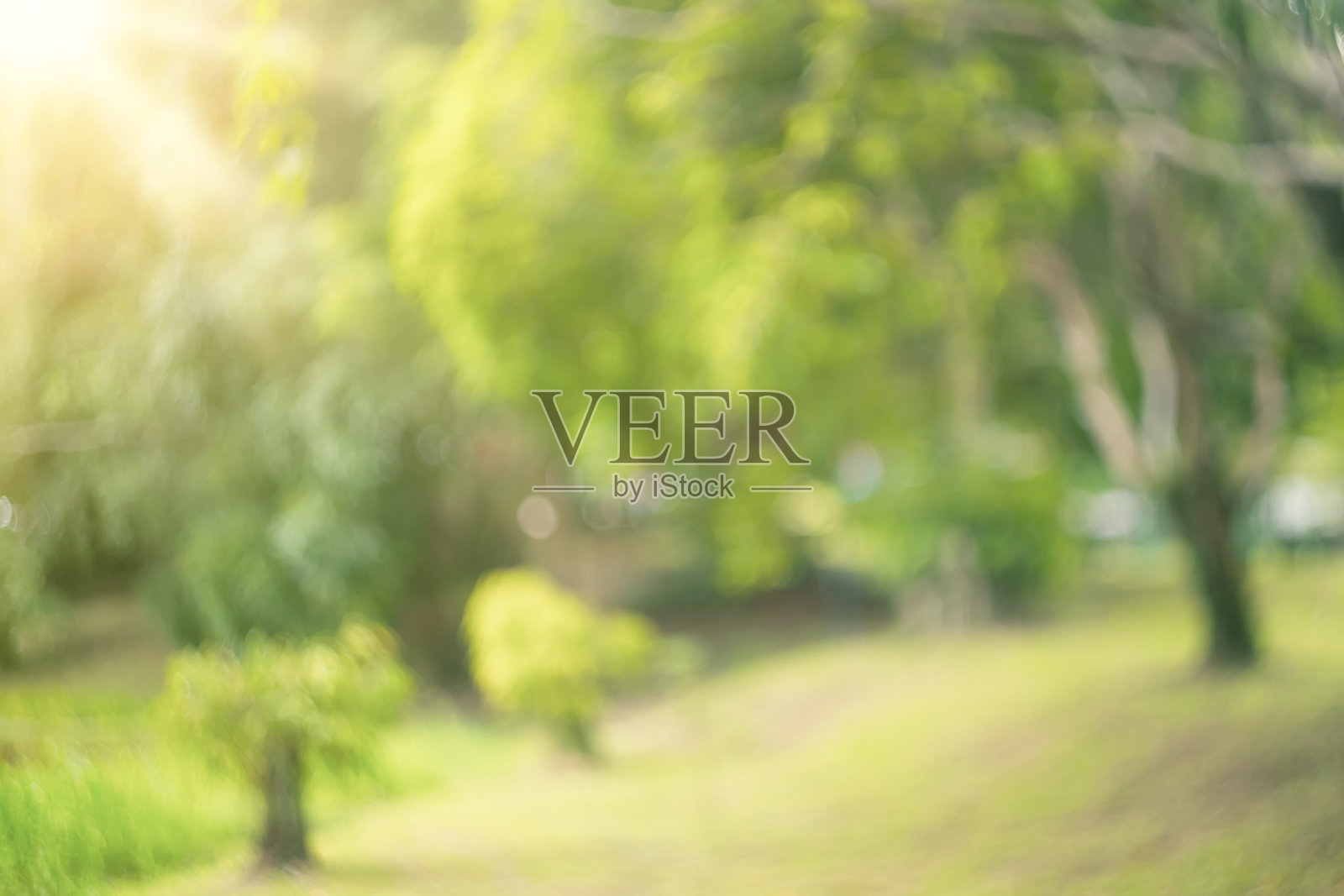 以散景阳光为抽象背景，模糊自然绿色公园。复制空间旅游、自然探险和环境生态理念。照片摄影图片