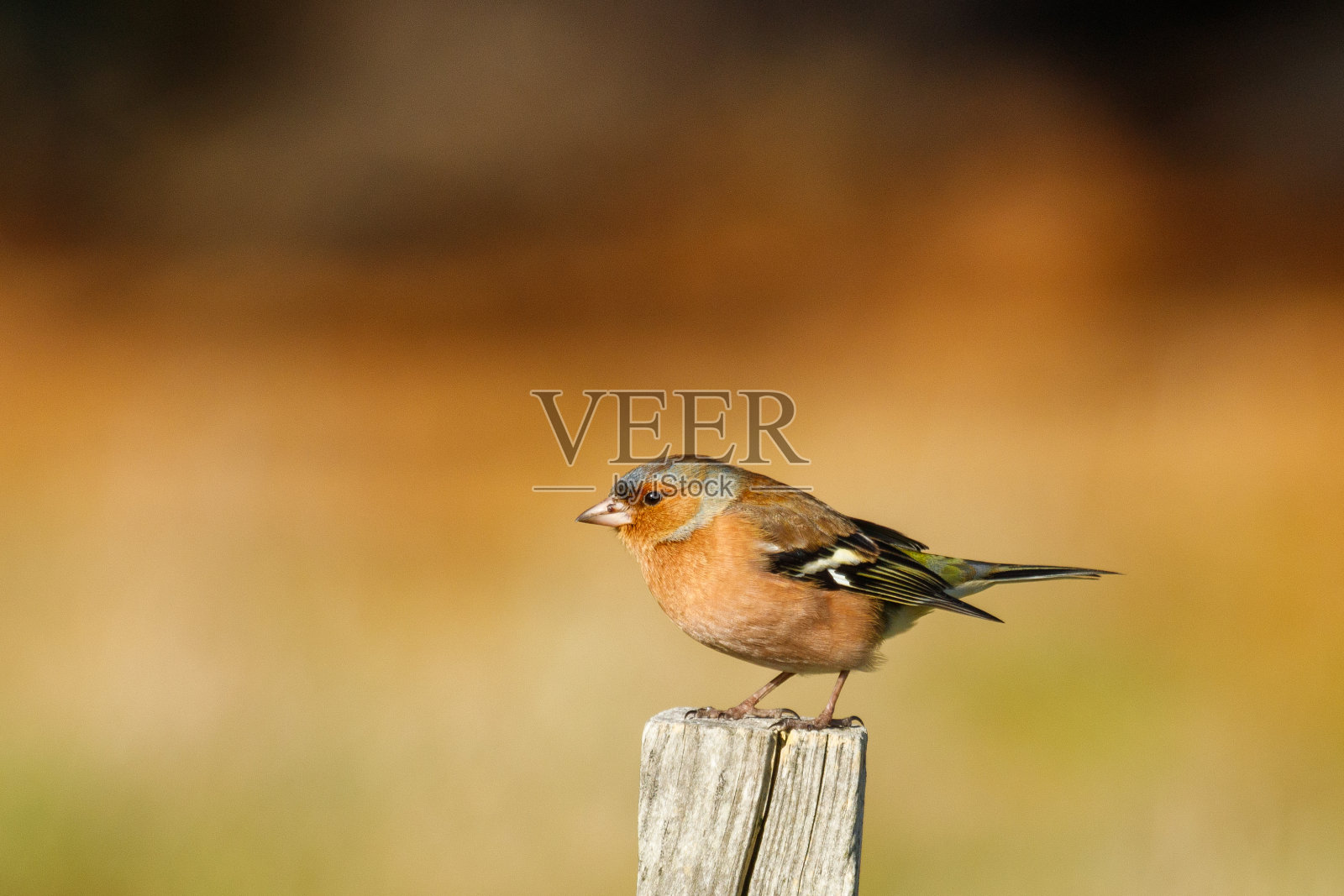 新西兰的苍头燕雀照片摄影图片