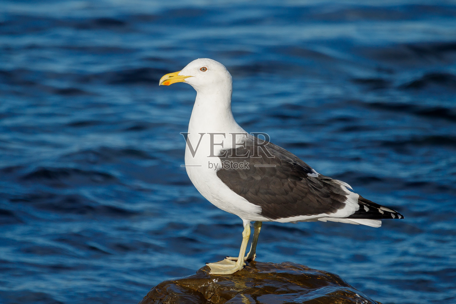 新西兰南部黑背鸥照片摄影图片